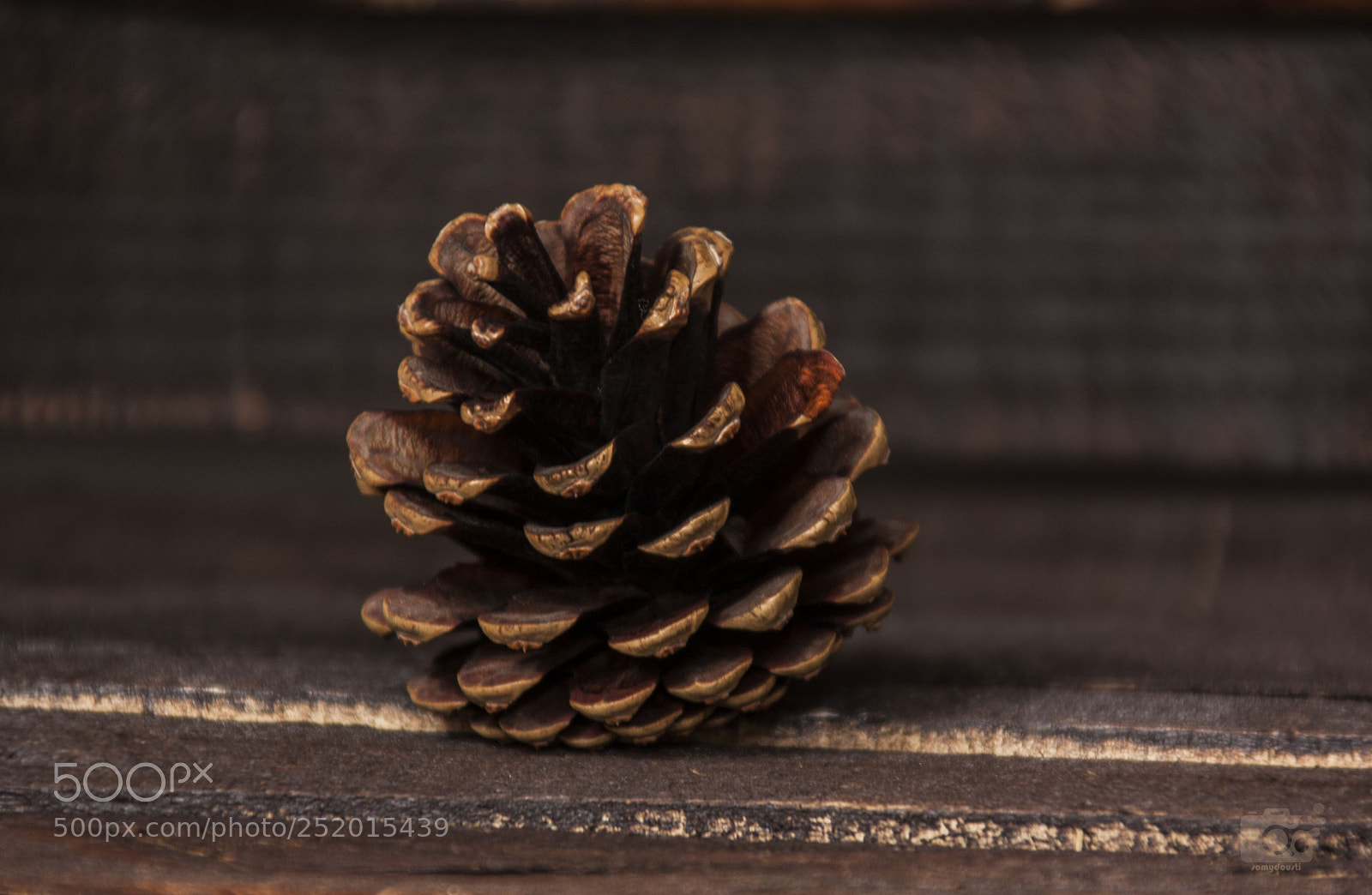 Canon EOS 40D sample photo. Pinetreefruit photography