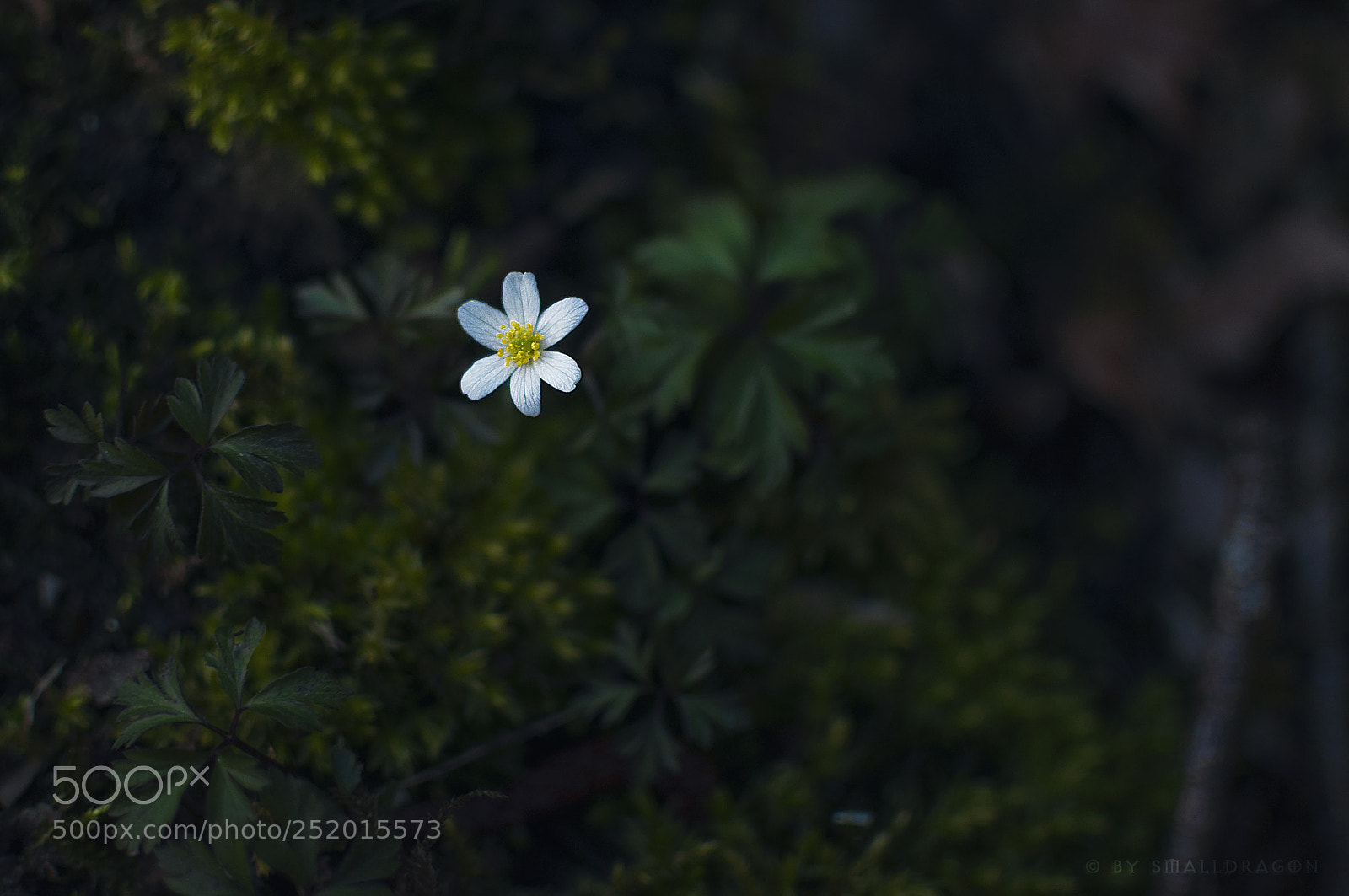 Nikon D5000 sample photo. Thimbleweed photography