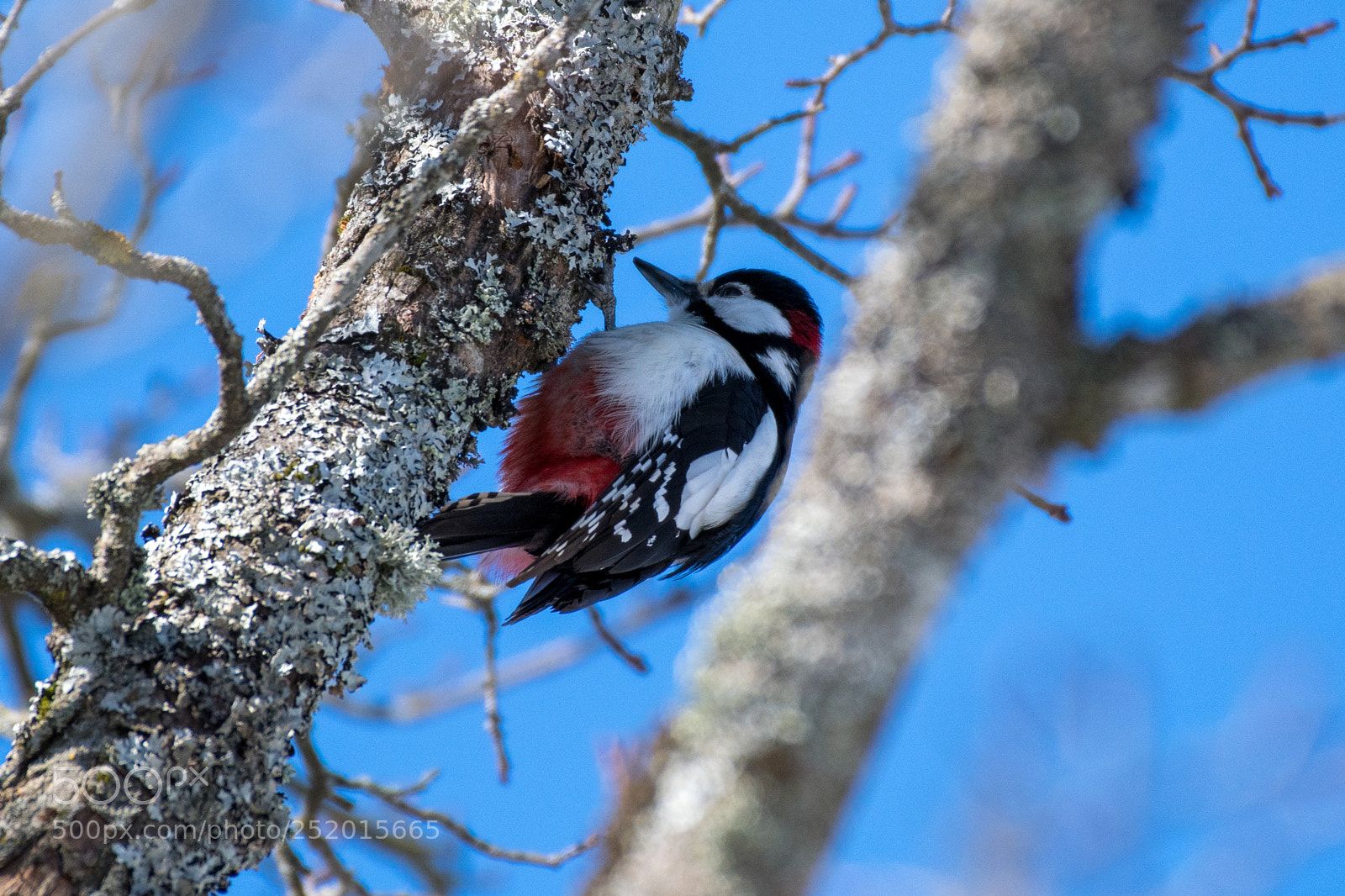 Nikon D500 sample photo. Great spotted woodpecker male photography