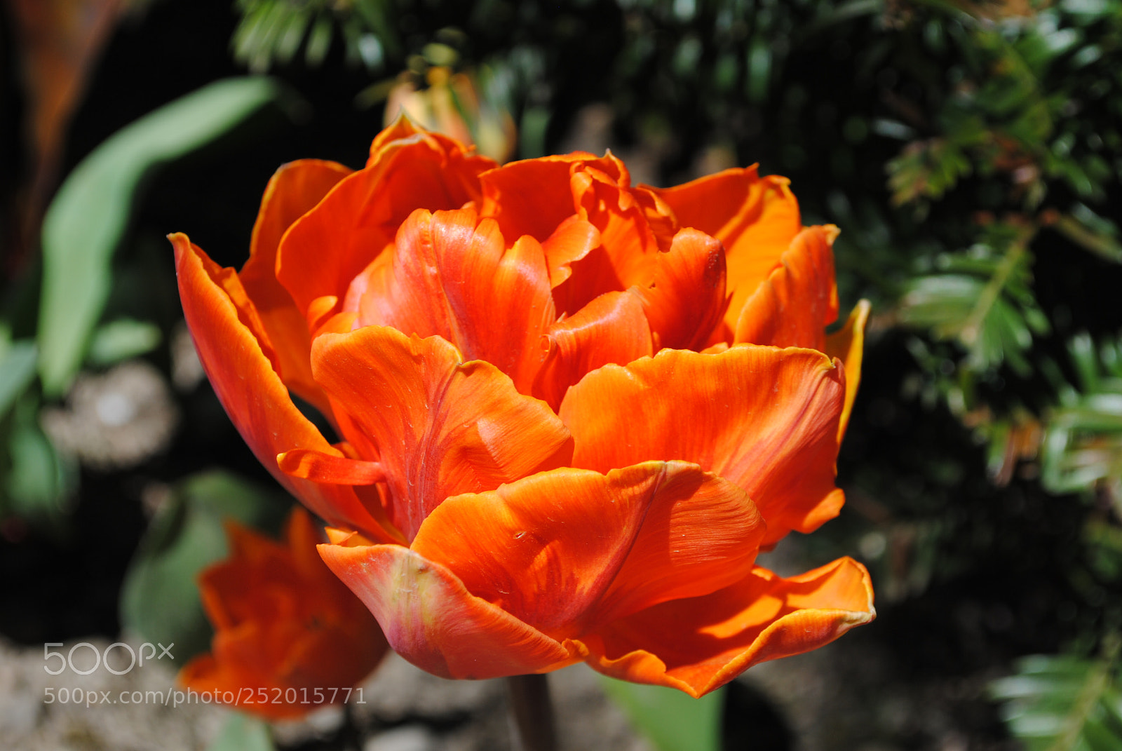 Nikon D3000 sample photo. Tulip photography