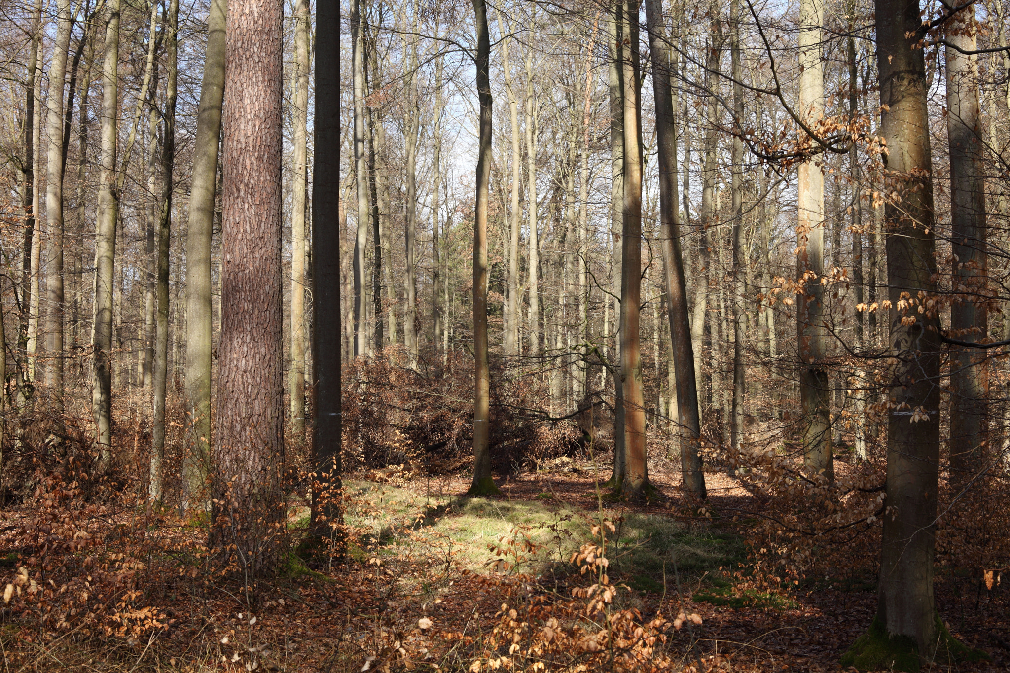 Canon EF 28-80mm f/3.5-5.6 sample photo. Clearing photography