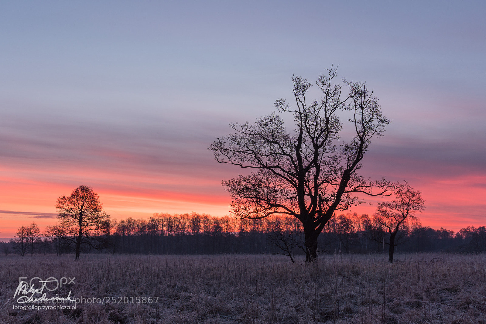 Sony a6500 sample photo. Lonely trees at sunrise photography