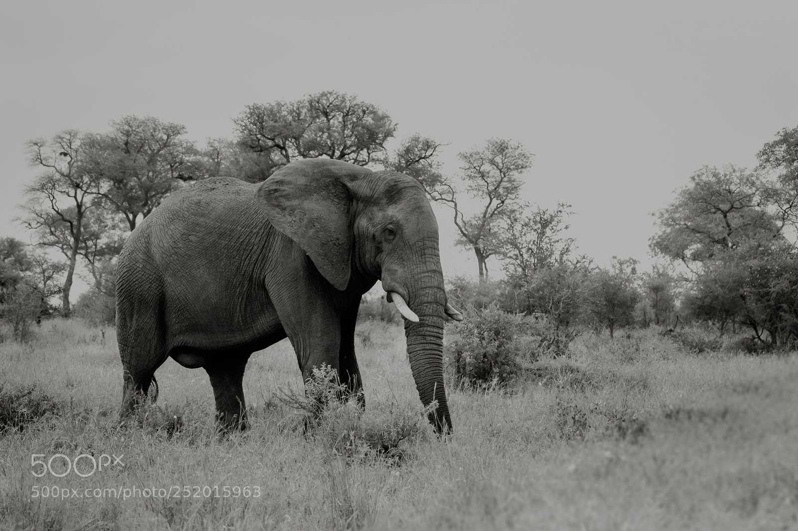 Canon EOS 60D sample photo. Elephant bull photography