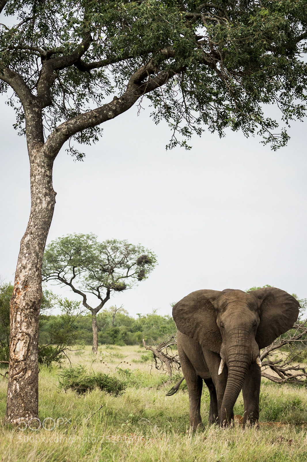 Canon EOS 60D sample photo. Elephant bull and the photography