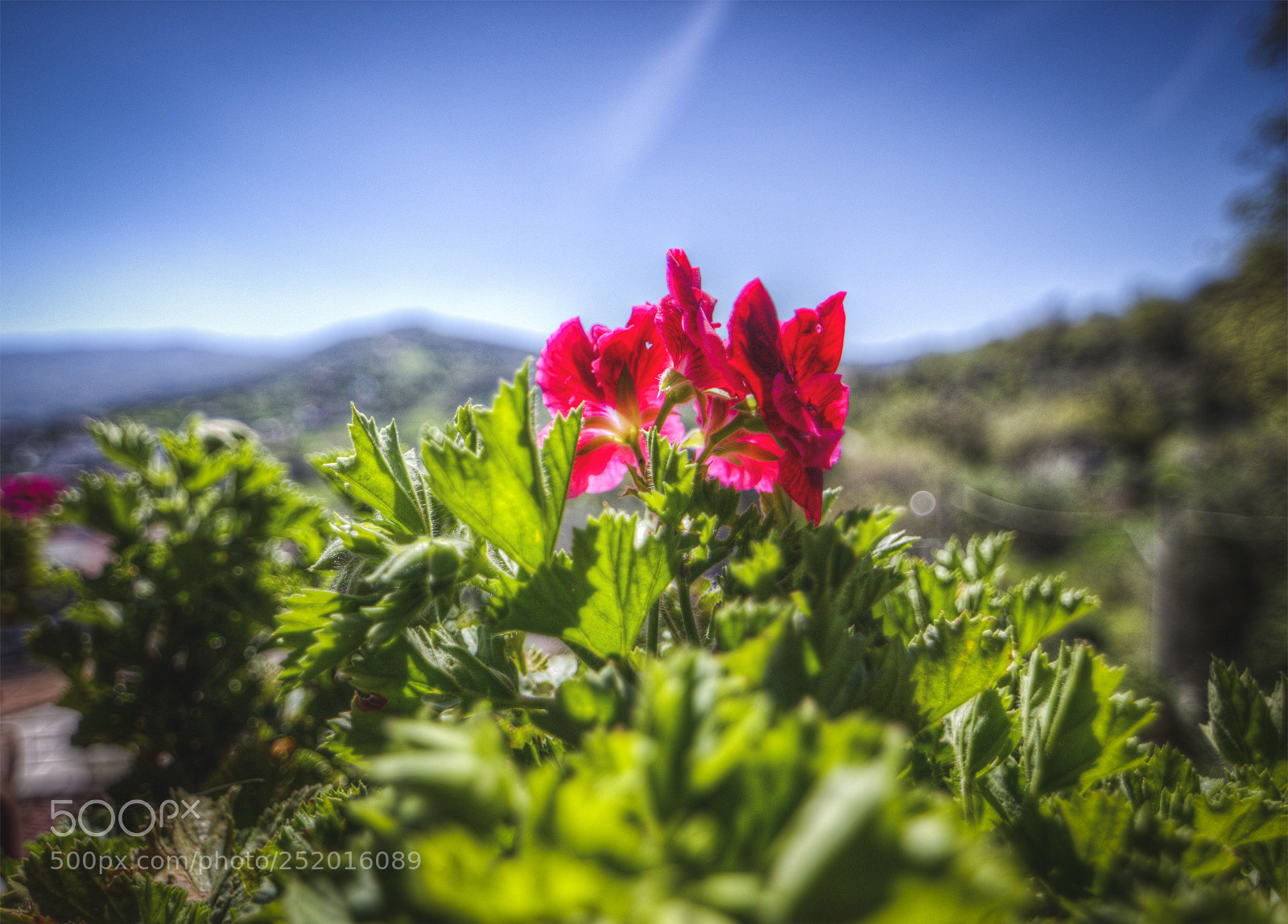 Canon EOS 700D (EOS Rebel T5i / EOS Kiss X7i) sample photo. Fiorellin photography