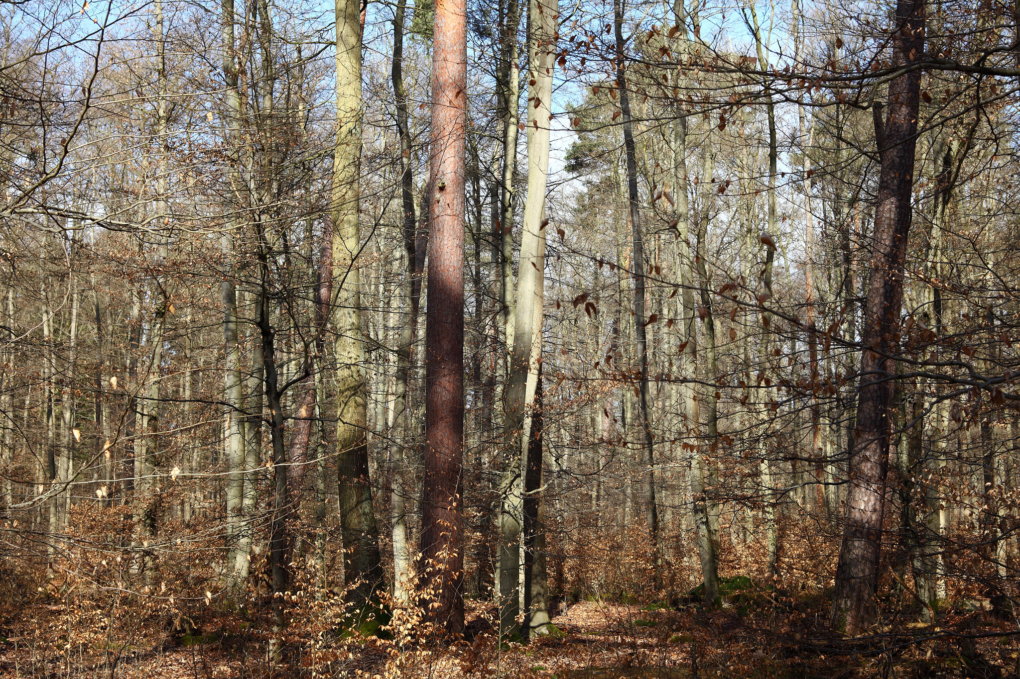 Canon EF 28-80mm f/3.5-5.6 sample photo. Sunny morning photography