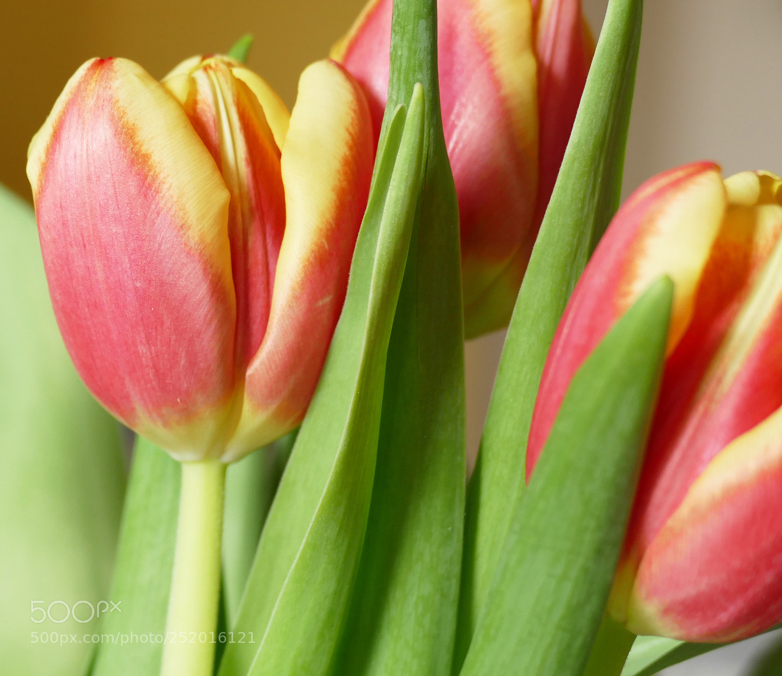 Panasonic Lumix DMC-FZ1000 sample photo. Spring of joy! photography