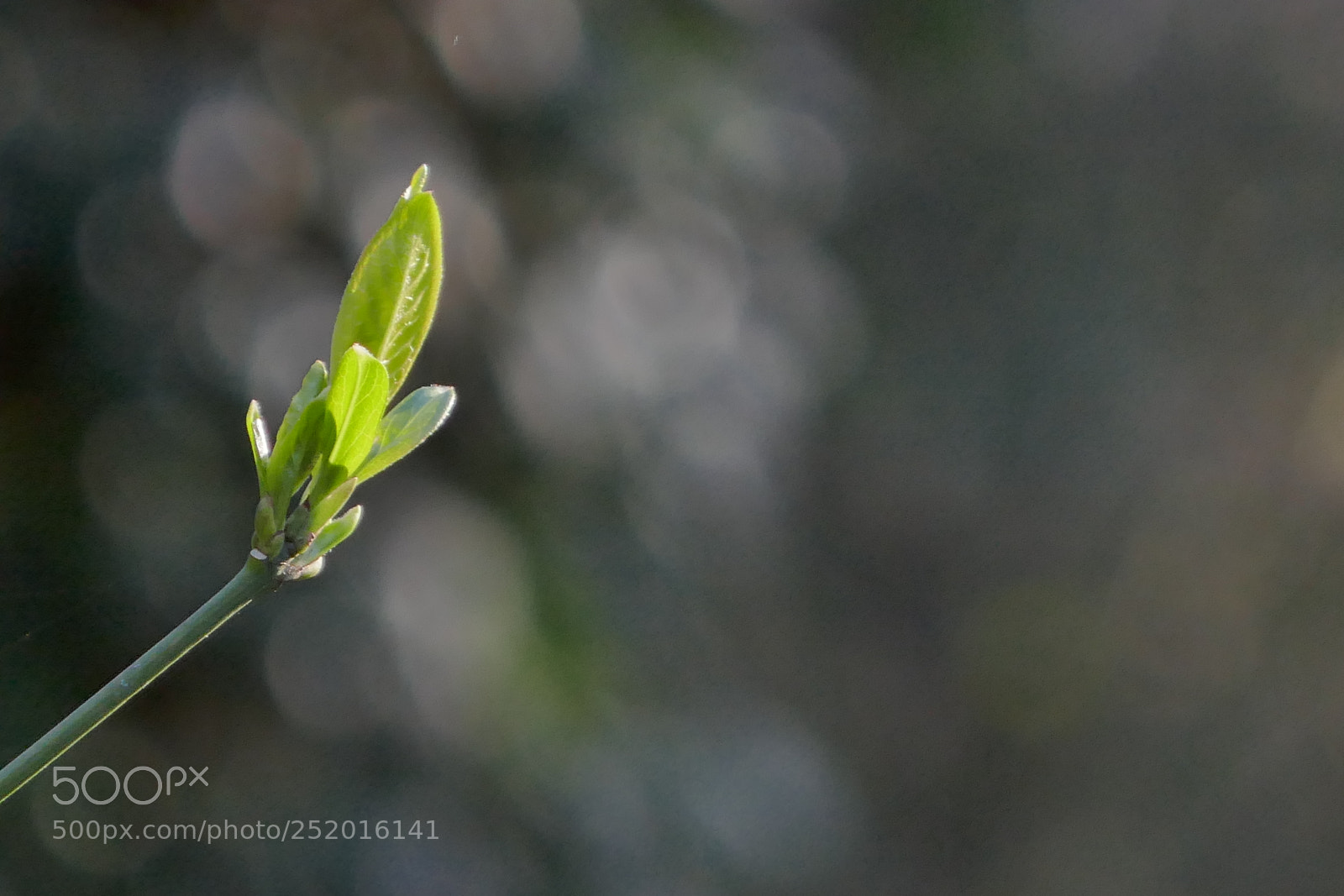 Panasonic Lumix DMC-ZS100 (Lumix DMC-TZ100) sample photo. Green shoots photography