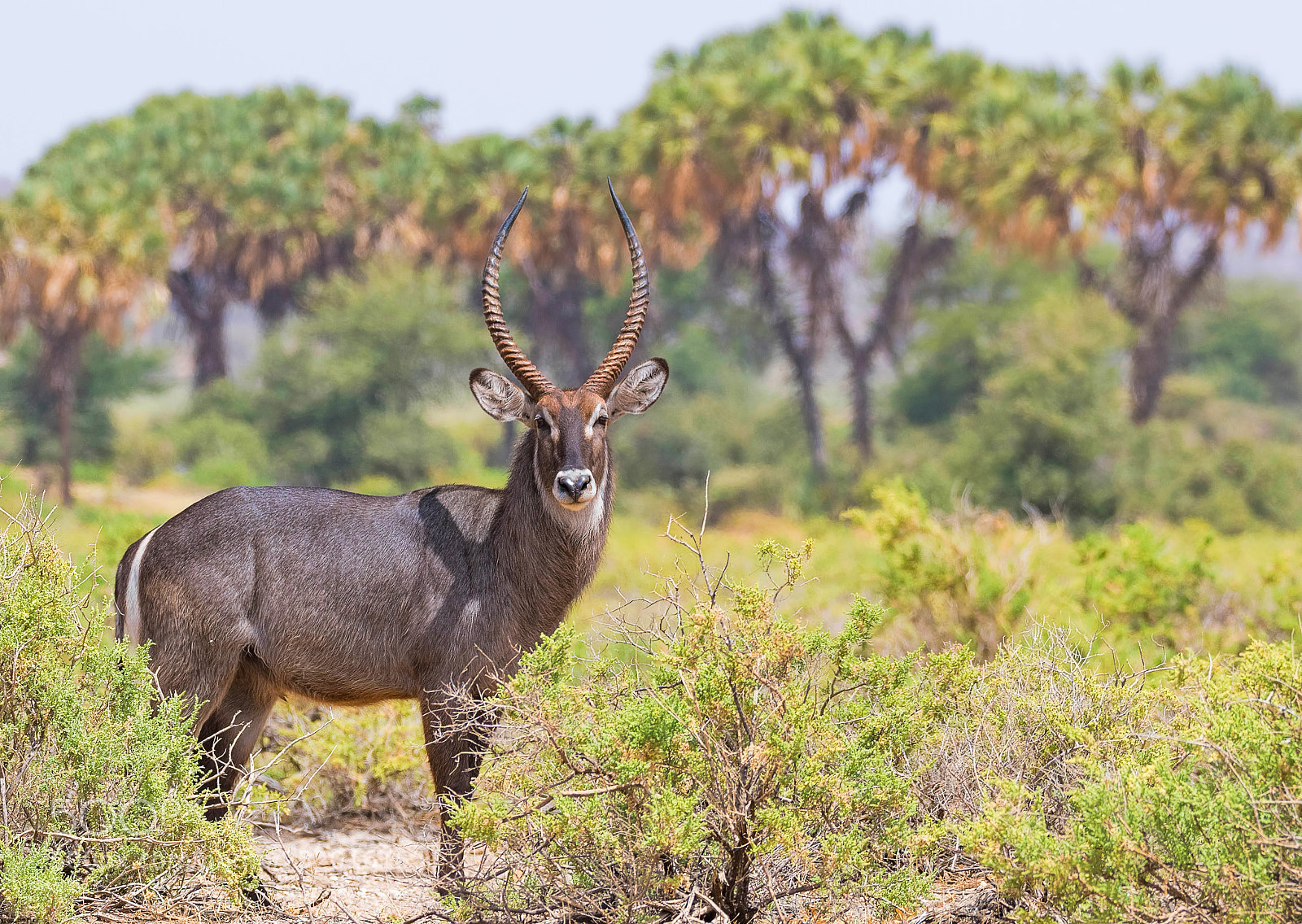 Nikon D500 sample photo. Waterbuck male photography