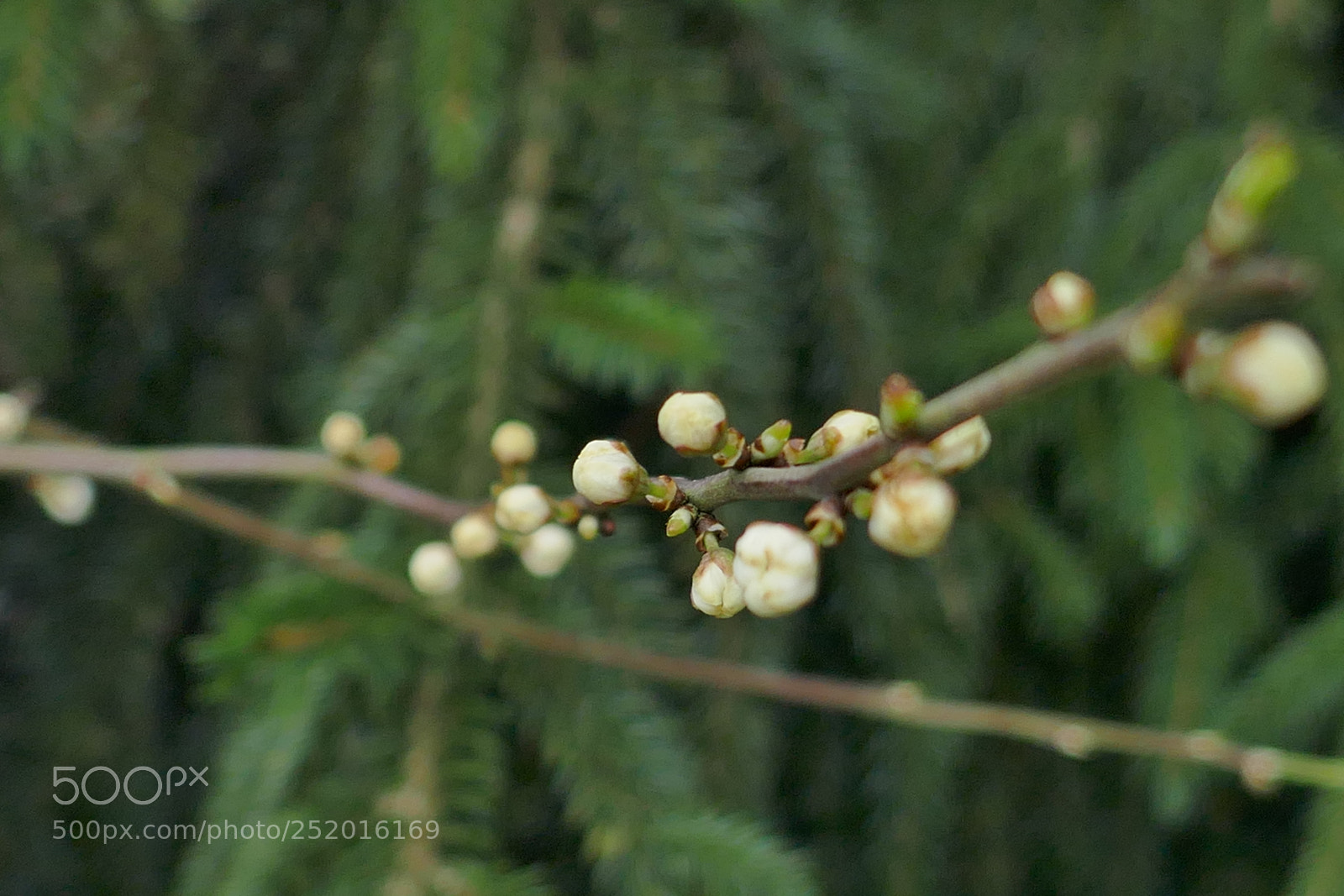 Panasonic Lumix DMC-ZS100 (Lumix DMC-TZ100) sample photo. White berries photography