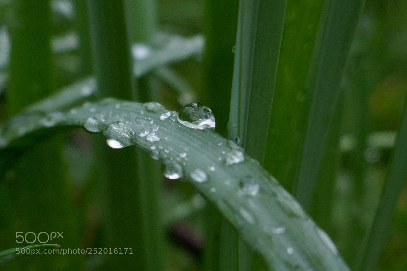 Panasonic Lumix DMC-ZS100 (Lumix DMC-TZ100) sample photo. After the rain photography