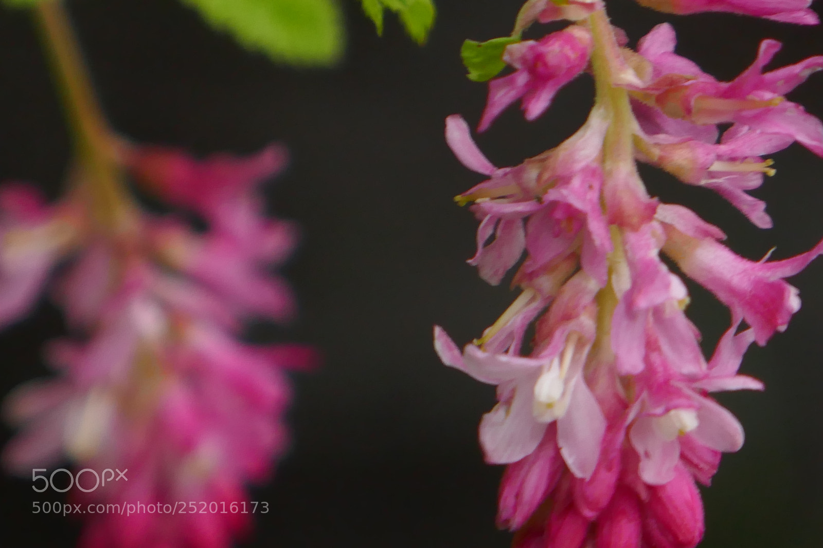 Panasonic Lumix DMC-ZS100 (Lumix DMC-TZ100) sample photo. Pink front and back photography
