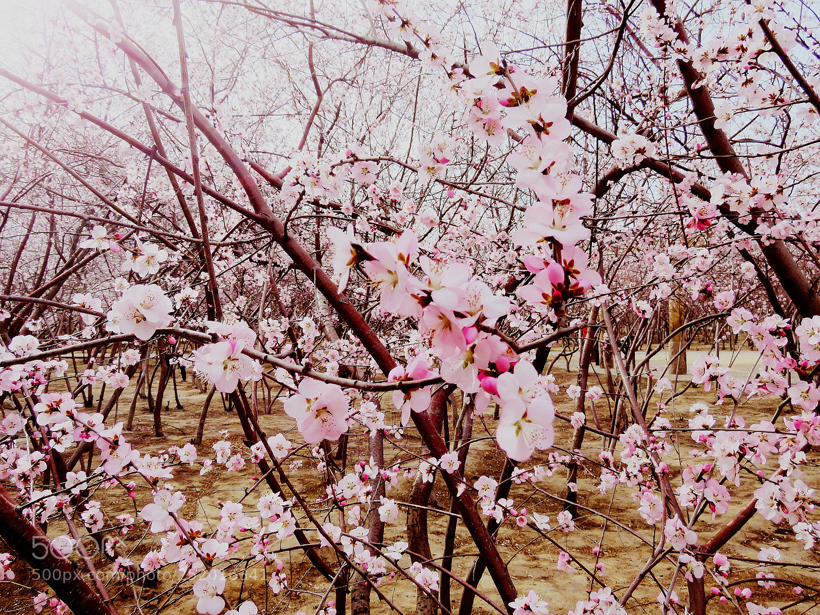 Canon PowerShot SX60 HS sample photo. 桃花开 photography