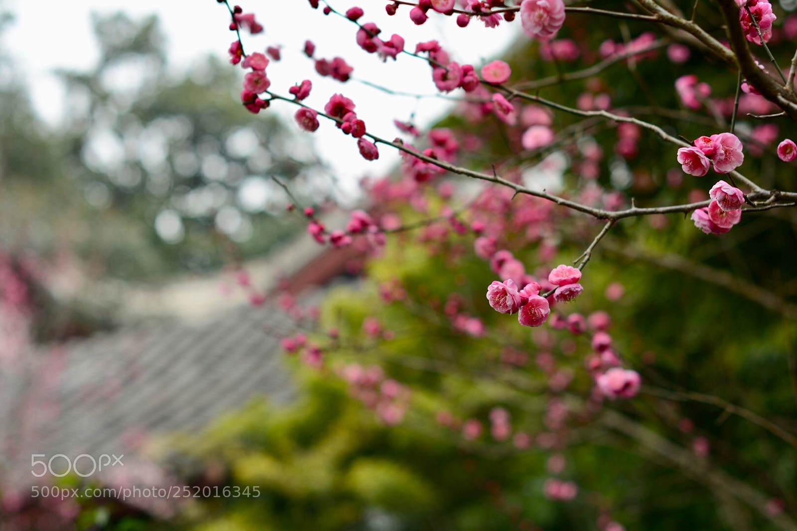 Nikon D7100 sample photo. Spring photography