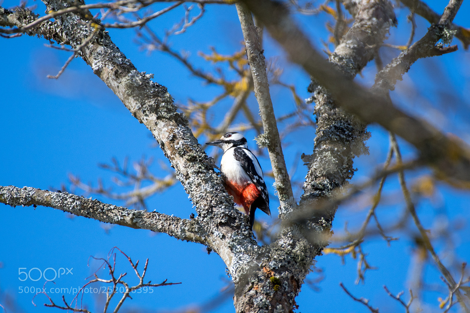 Nikon D500 sample photo. Female great spotted woodpecker photography