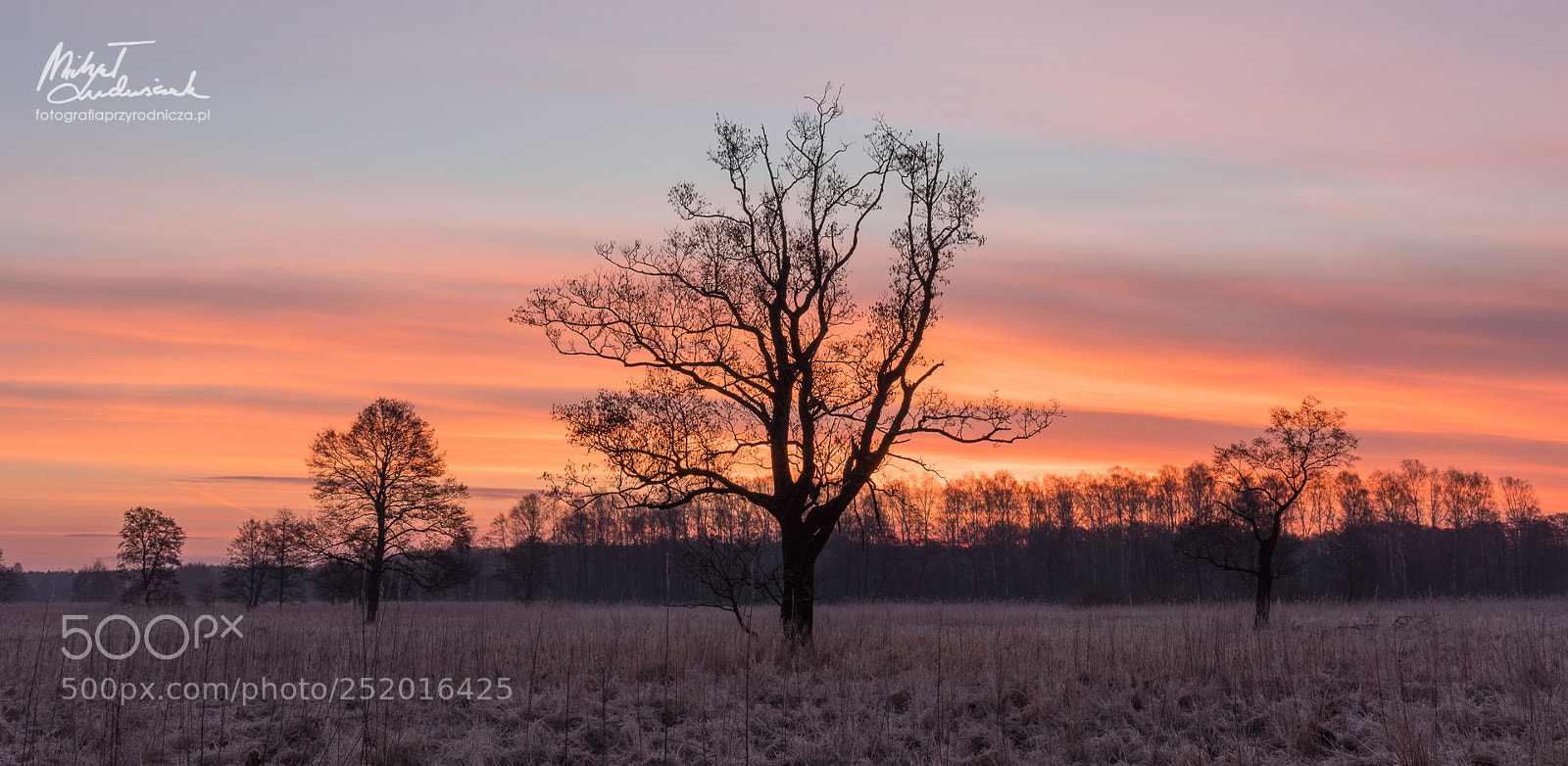 Sony a6500 sample photo. Lonely trees 2 photography