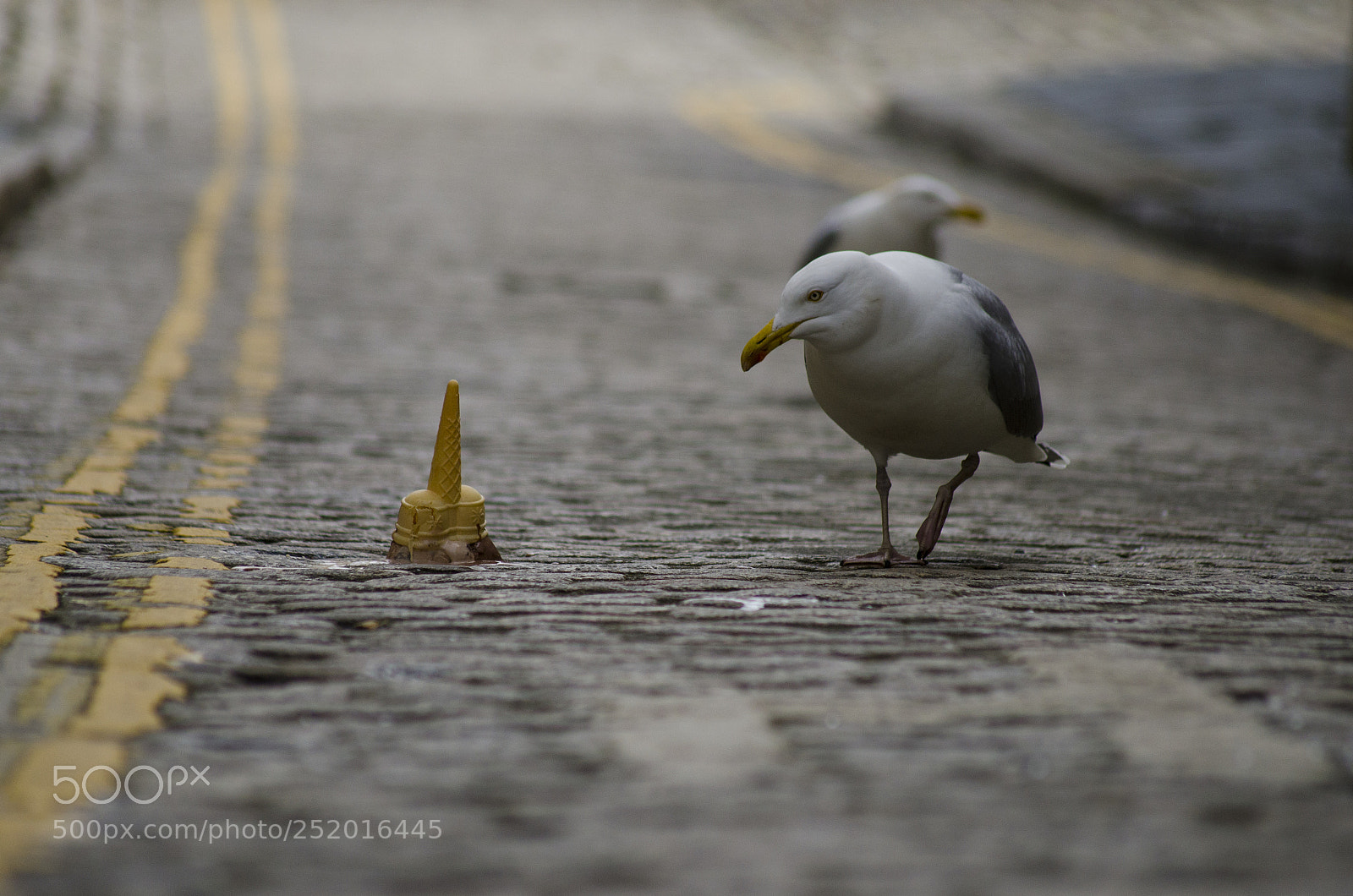 Nikon D7000 sample photo. Seagull on a prowl photography