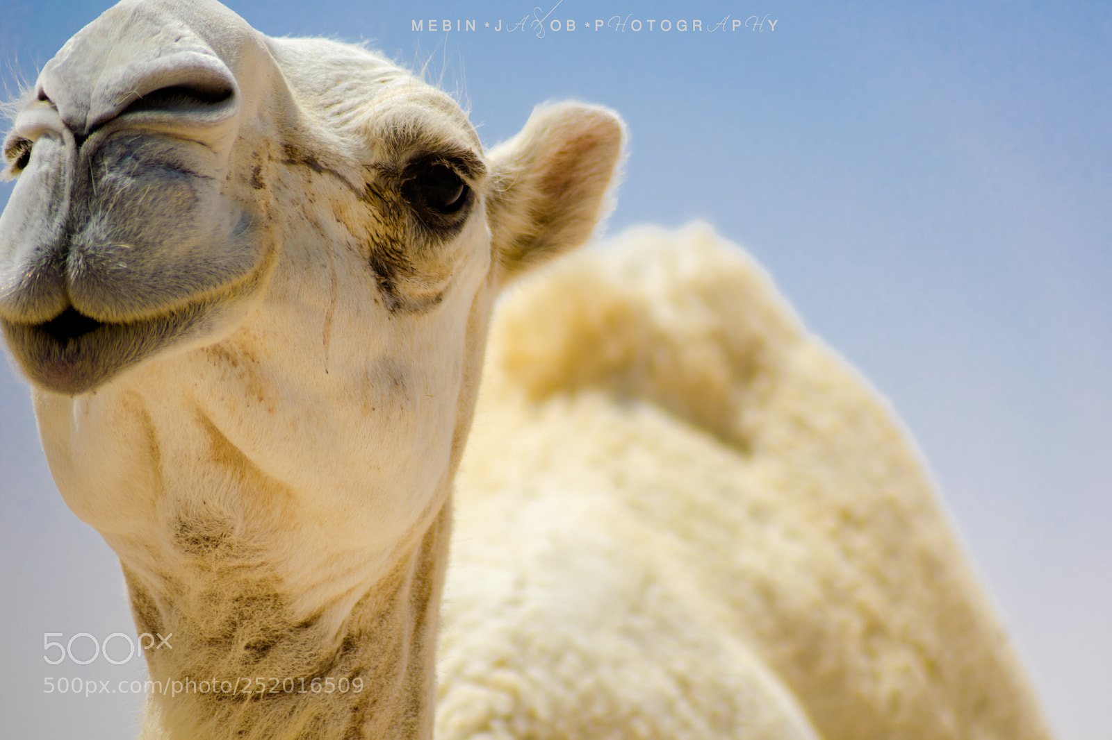 Nikon D5300 sample photo. White camel photography
