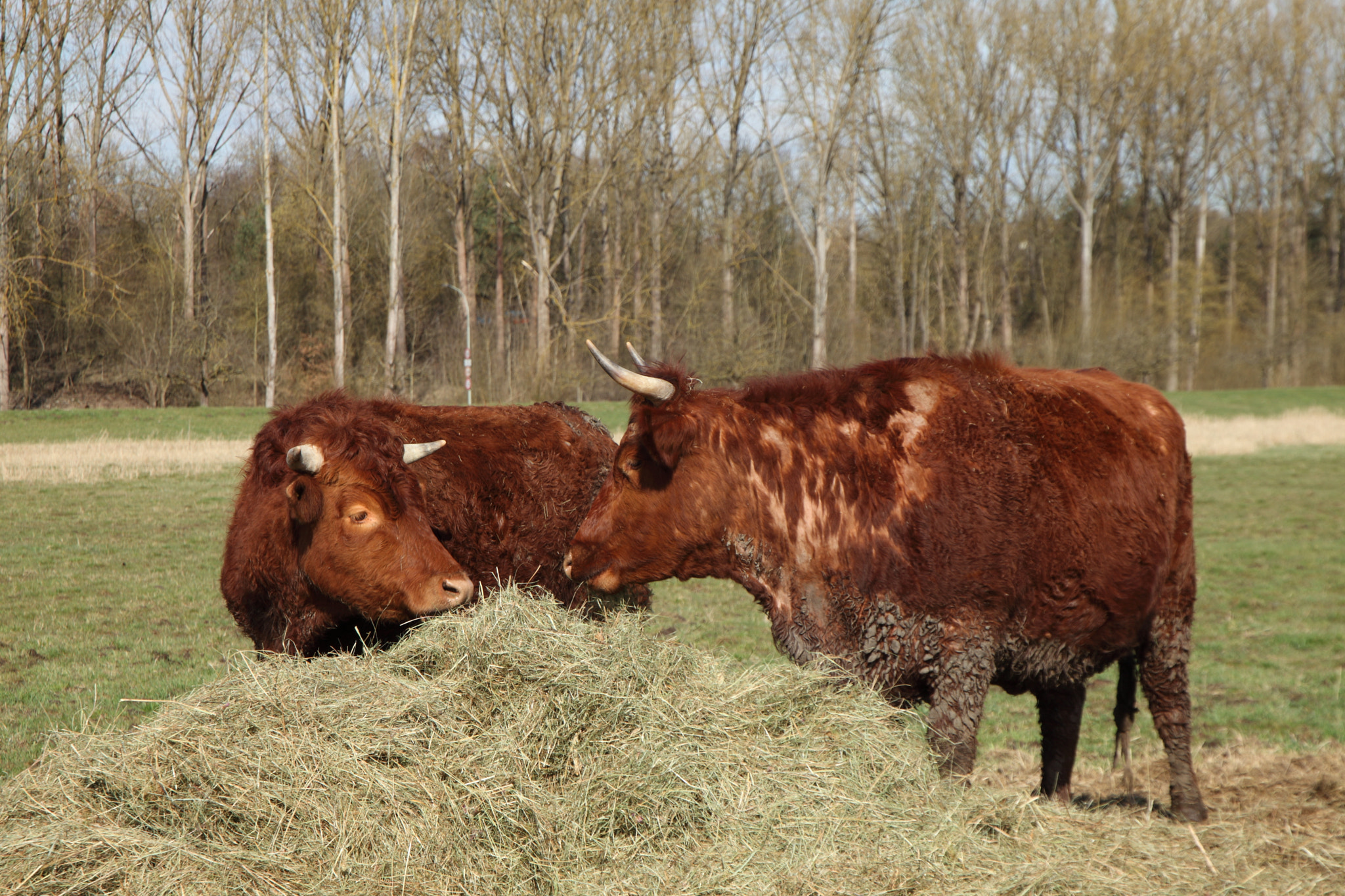 Canon EOS 5D Mark II + Canon EF 24-105mm F3.5-5.6 IS STM sample photo. Cattle photography