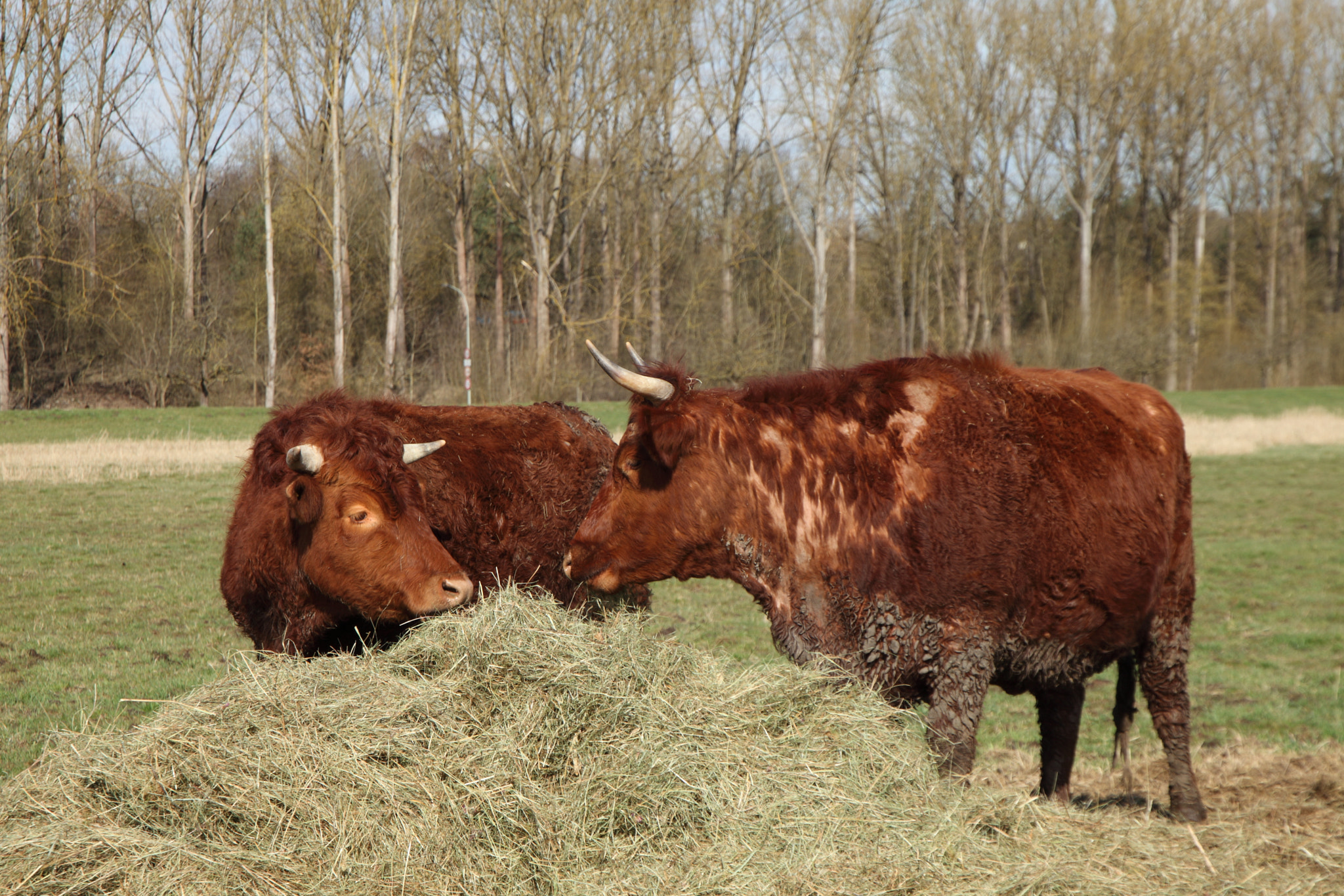 Canon EF 24-105mm F3.5-5.6 IS STM sample photo. Cattle photography