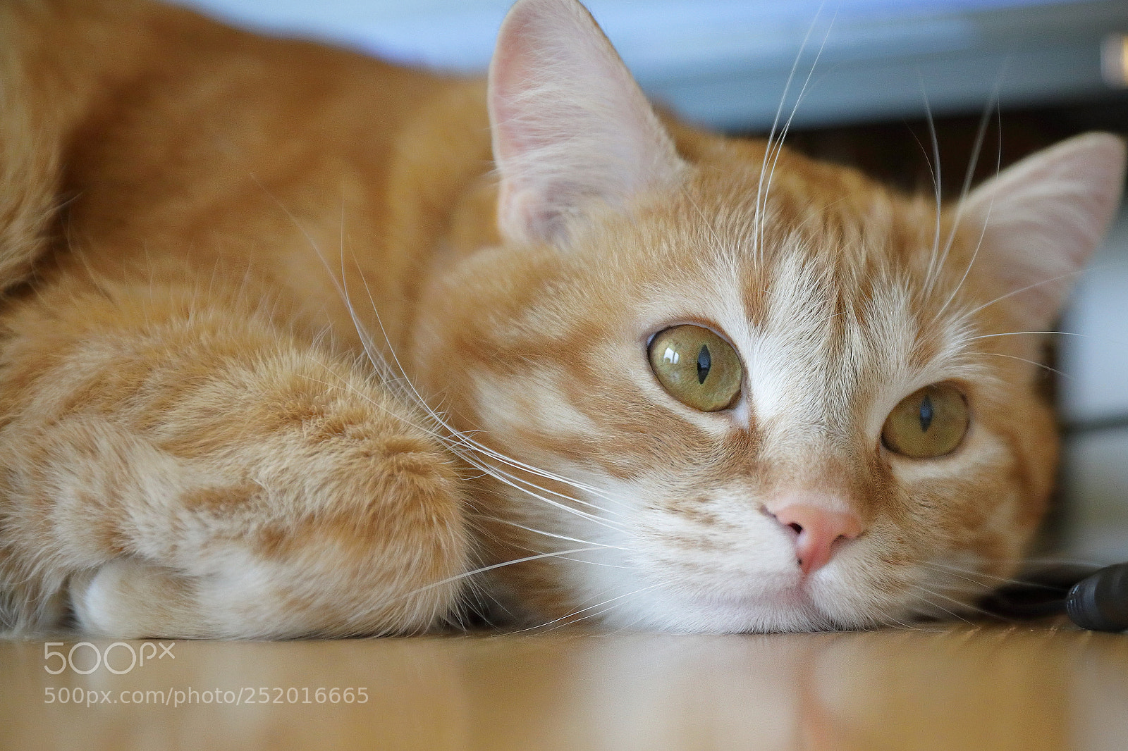 Canon EF 24-70mm F2.8L II USM sample photo. Anti stress photography