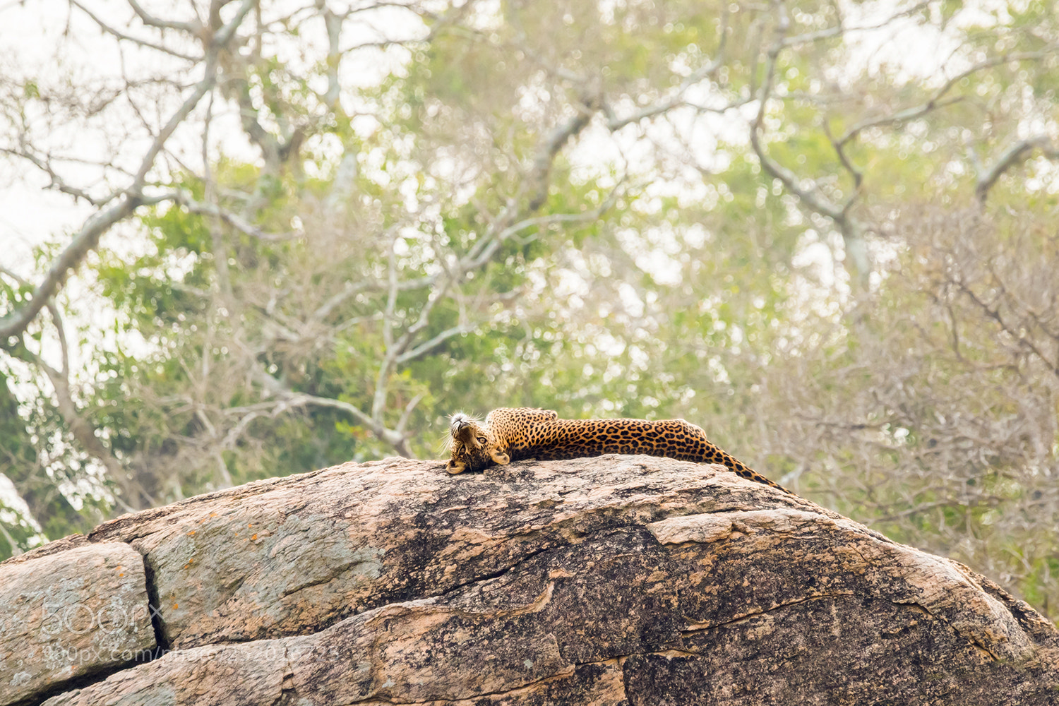 Sony a99 II sample photo. Leopard photography