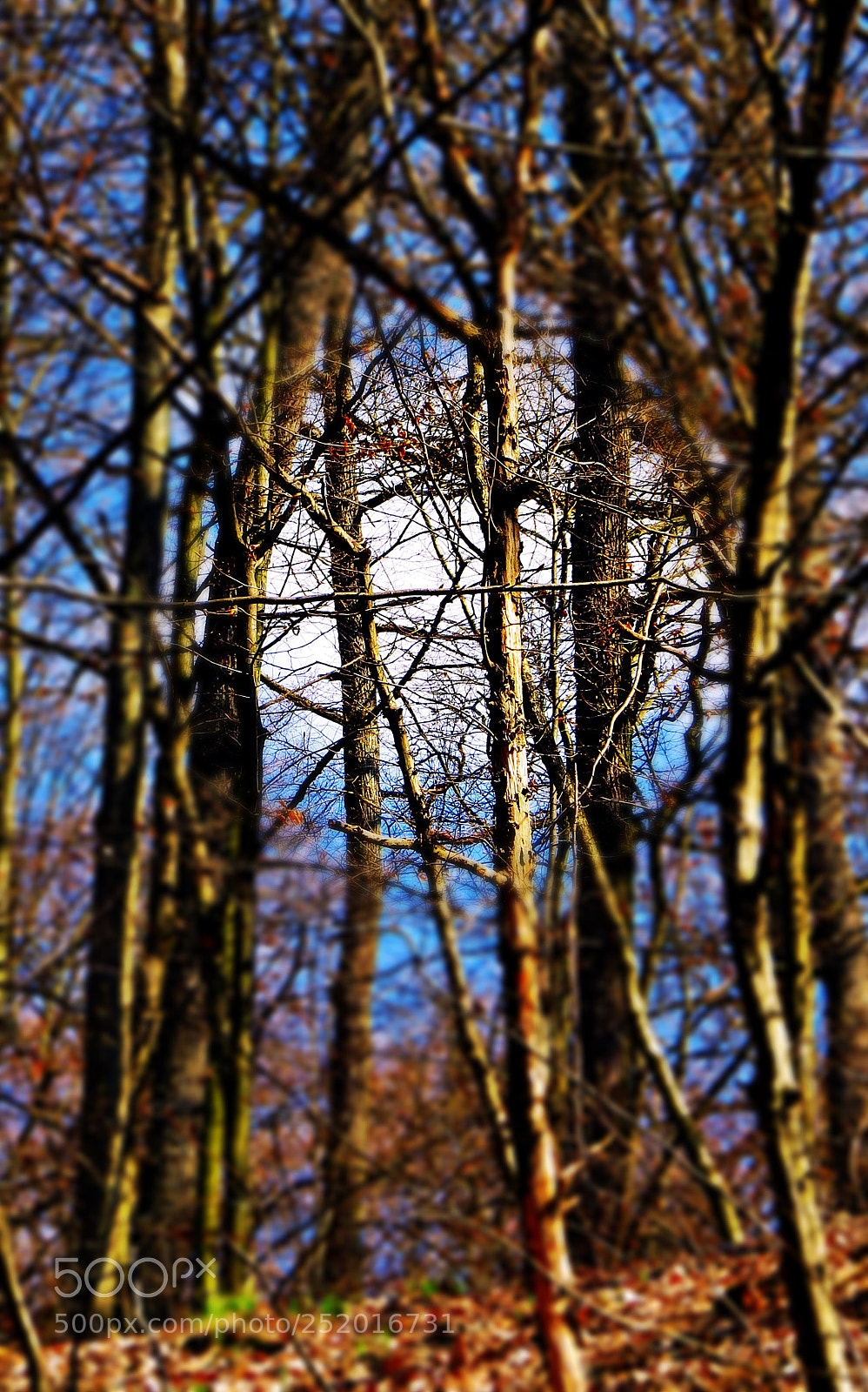 Canon PowerShot SX50 HS sample photo. Cloudy forest photography