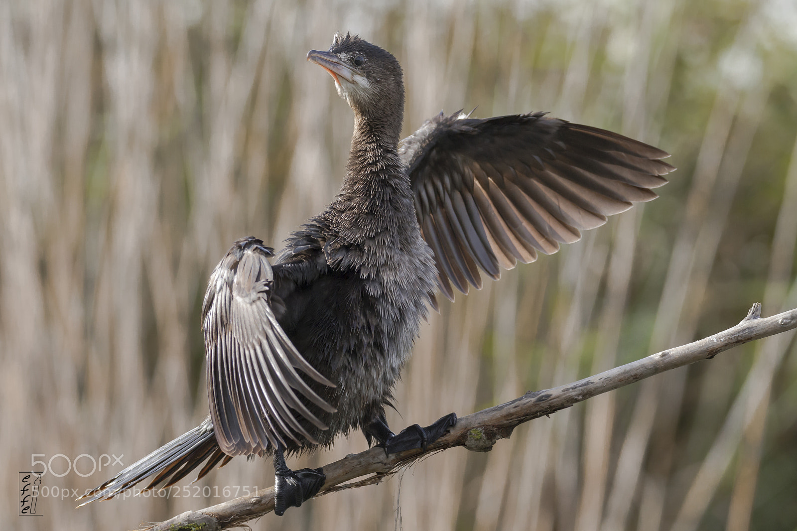 Canon EOS 7D sample photo. Pygmy cormorant photography