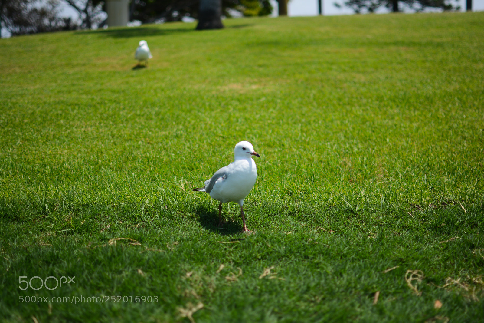 Nikon D7100 sample photo. Walking proudly photography