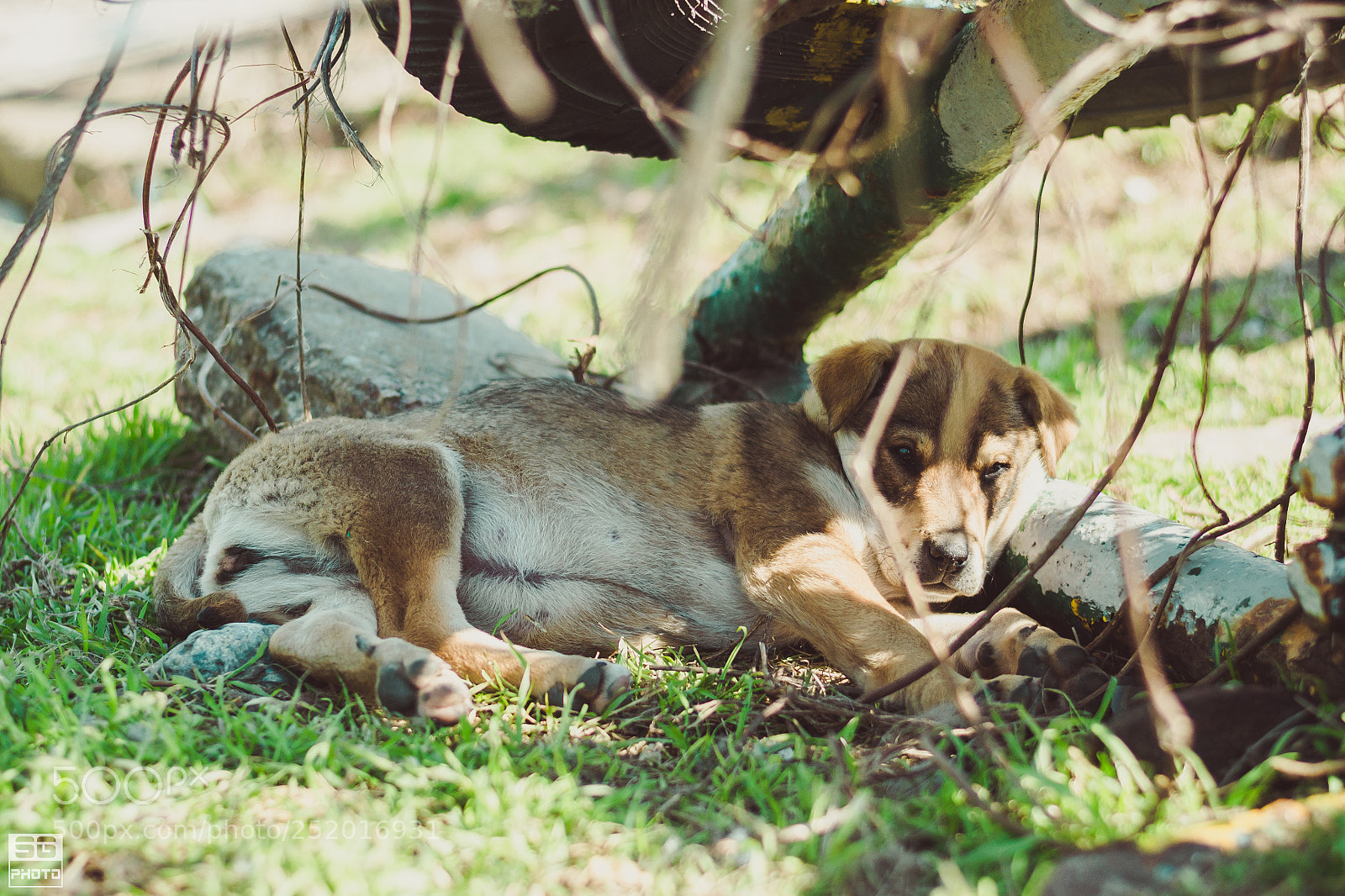 Nikon D3100 sample photo. Funny puppy photography