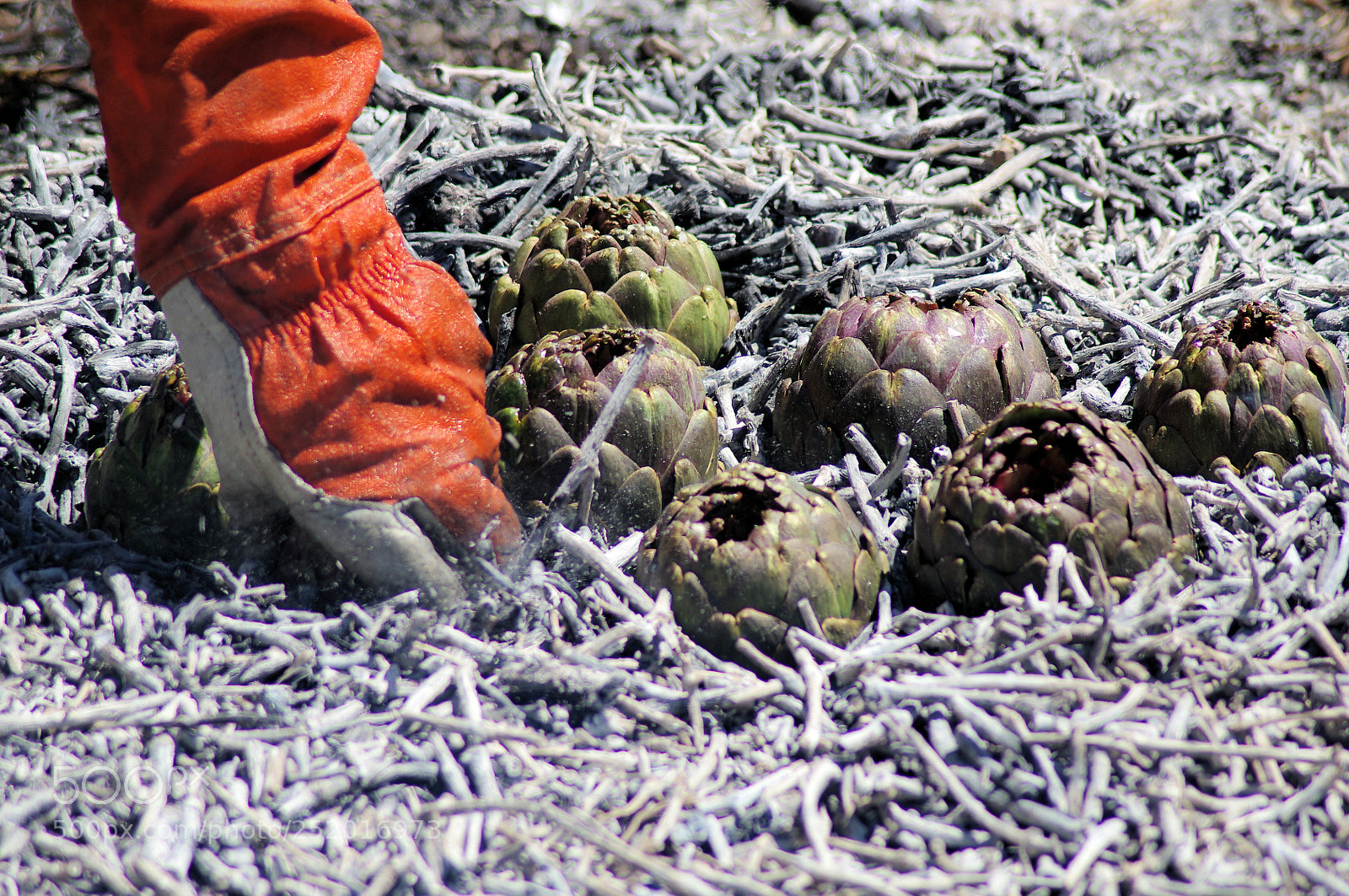 Pentax K-r sample photo. Carciofo alla matticella photography