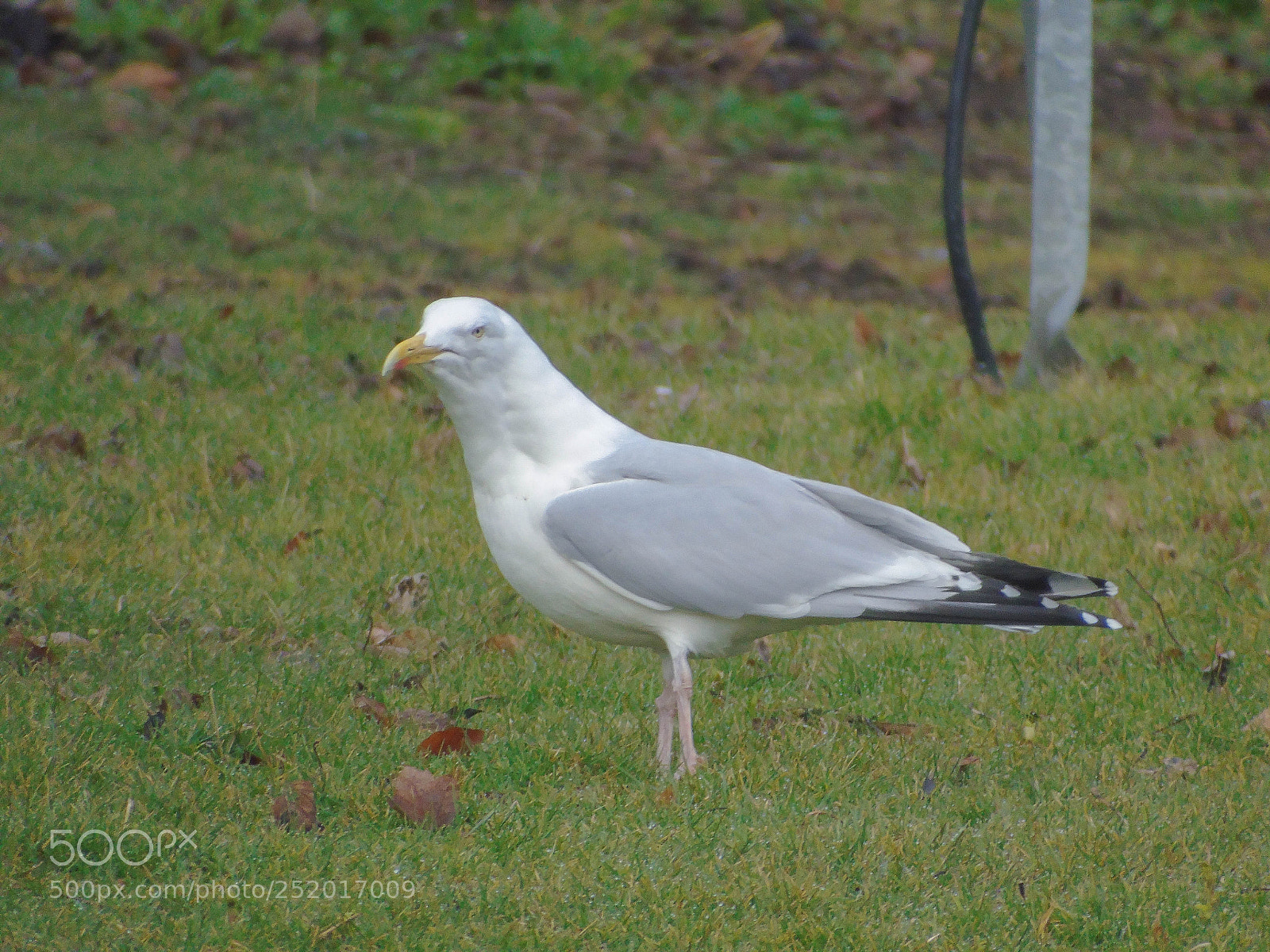 Sony Cyber-shot DSC-H400 sample photo. Bird fam photography