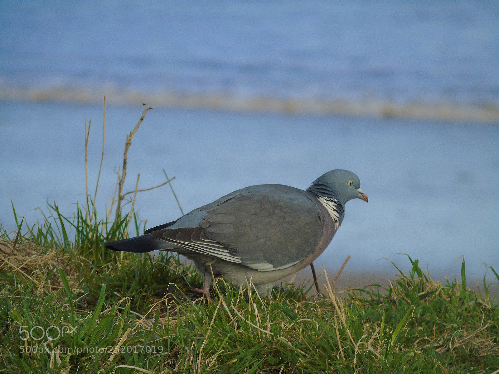Sony Cyber-shot DSC-H400 sample photo. Pigeon fam photography