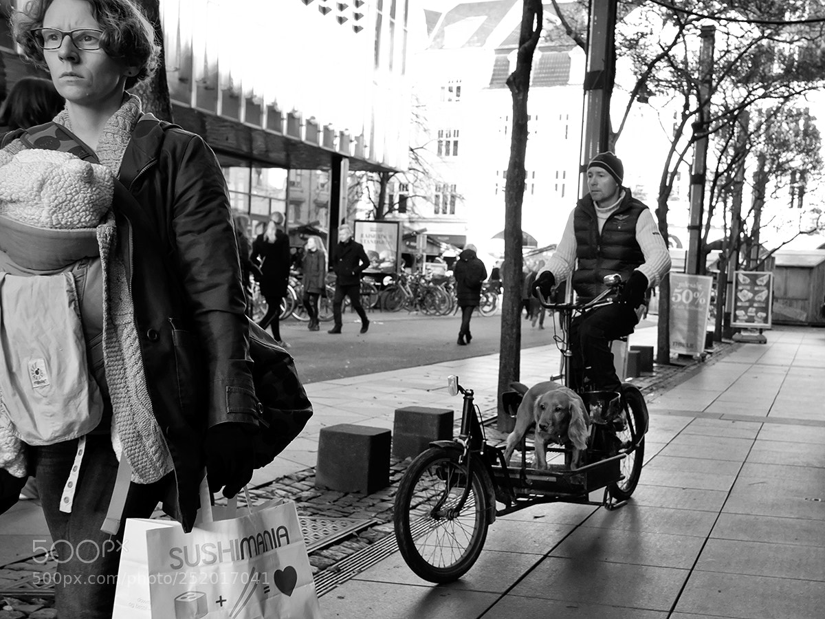Fujifilm X-Pro2 sample photo. Dog transport photography