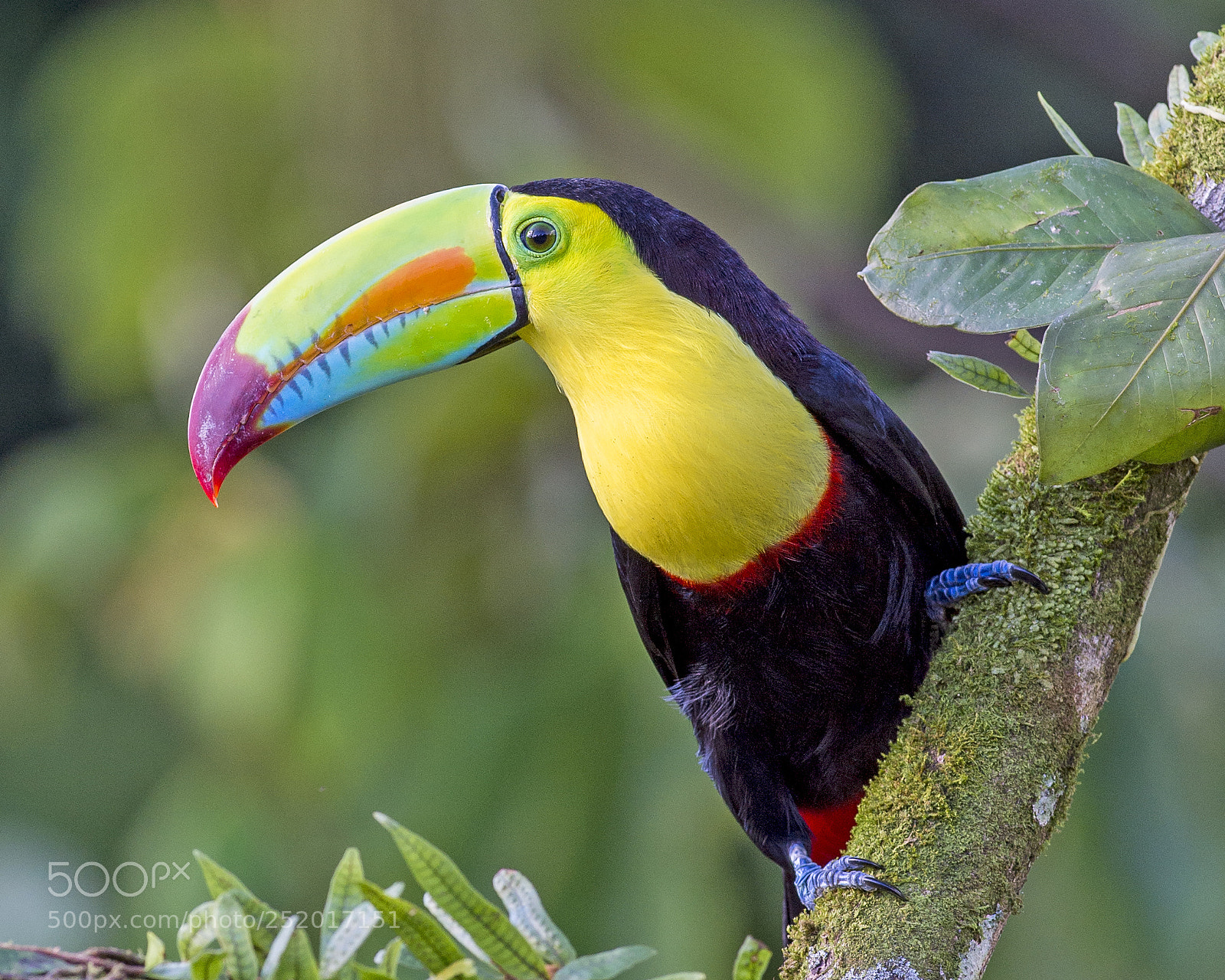 Nikon D4 sample photo. Keel-billed toucan photography