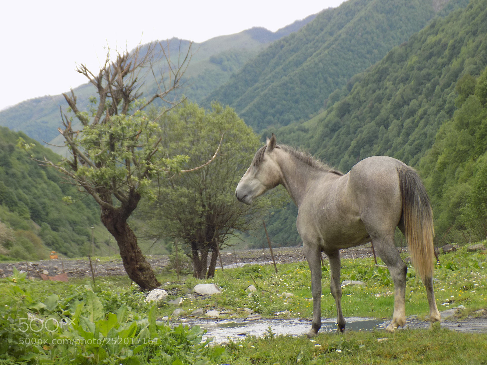 Nikon COOLPIX L330 sample photo. Gudamakari, georgia photography