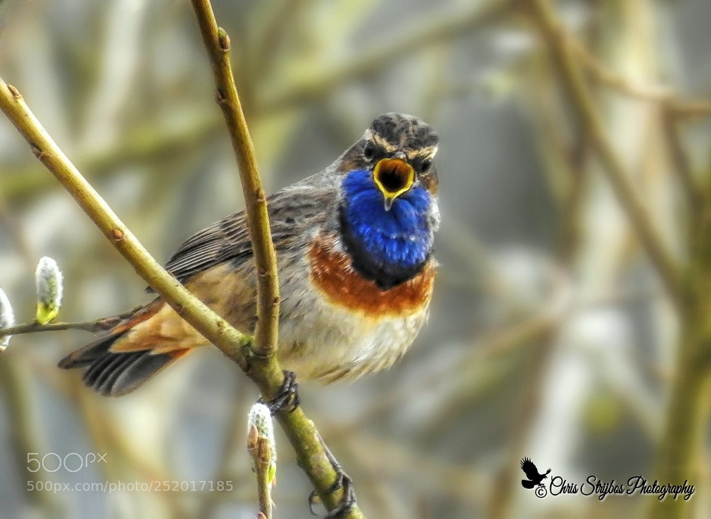 Nikon Coolpix P900 sample photo. Blauwborstje (bluethroat) photography
