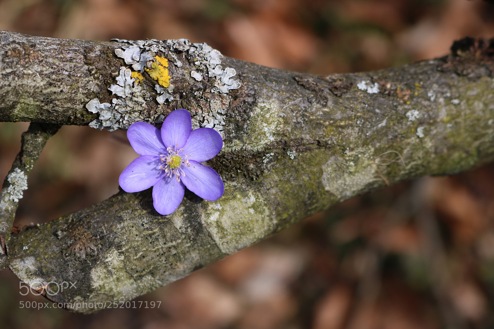 Canon EOS 750D (EOS Rebel T6i / EOS Kiss X8i) sample photo. "lebensnischen 2" photography