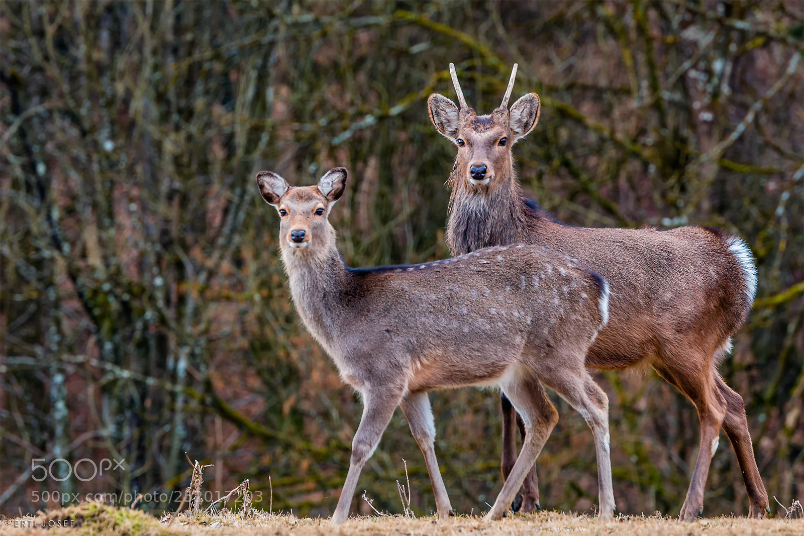Canon EOS 70D sample photo. Frisch verliebt photography
