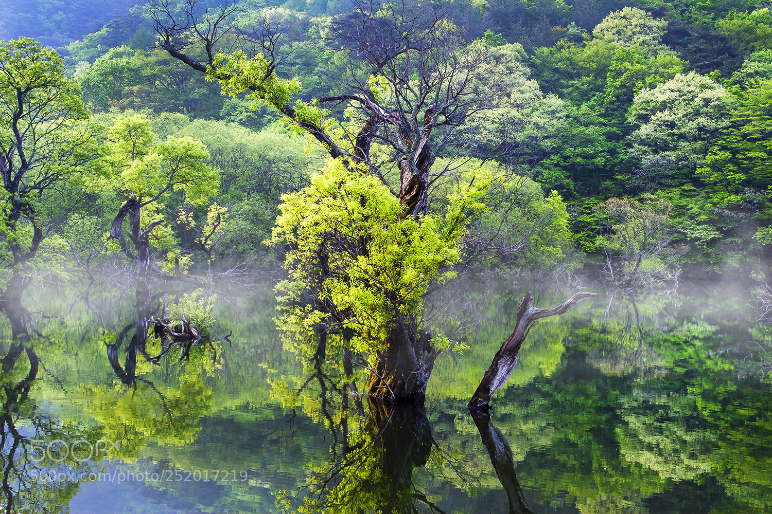 Canon EOS 30D sample photo. 주산지봄의반영 photography