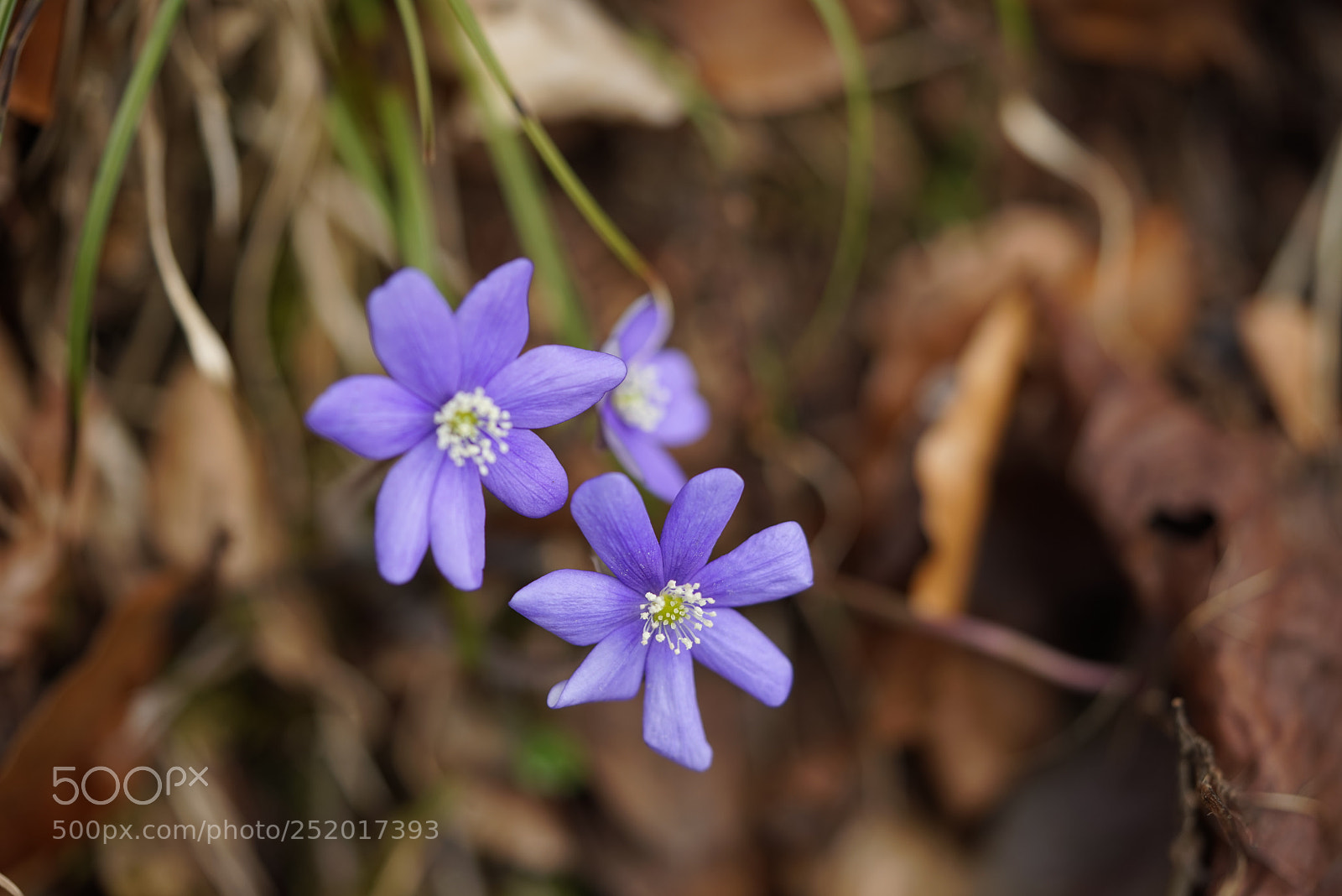Sony a7R sample photo. Blume am wegesrand photography