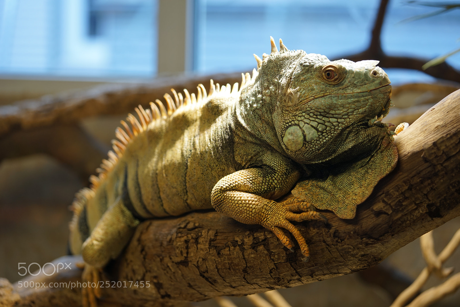 Sony a7R sample photo. Drache photography