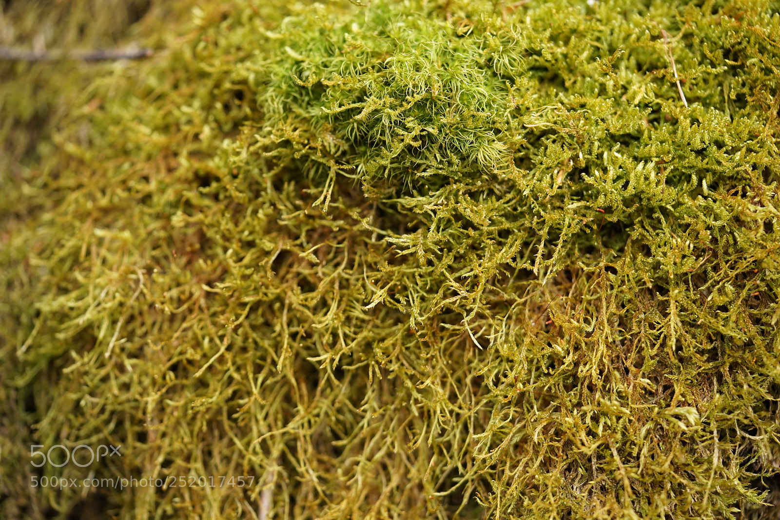 Sony a7R sample photo. Moos trocken photography