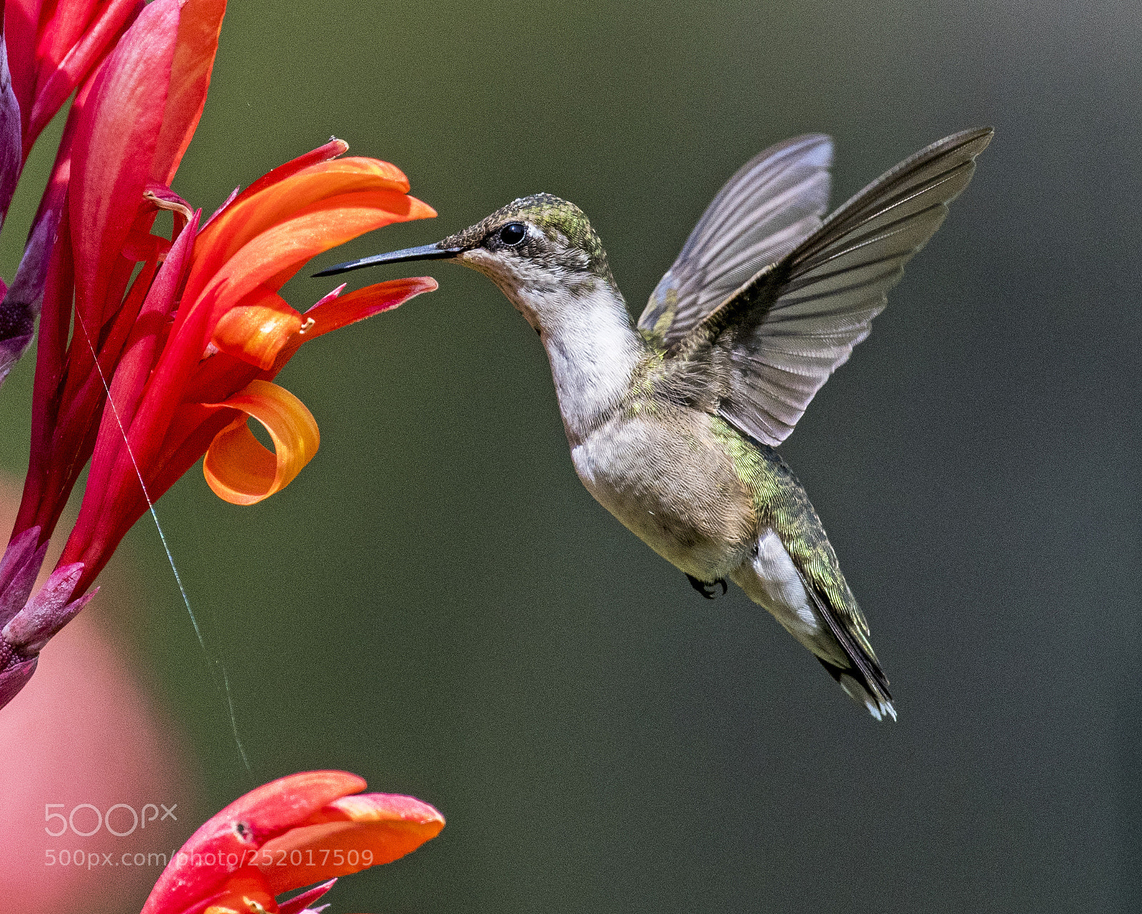 Nikon D500 sample photo. Ruby-throated hummingbird photography