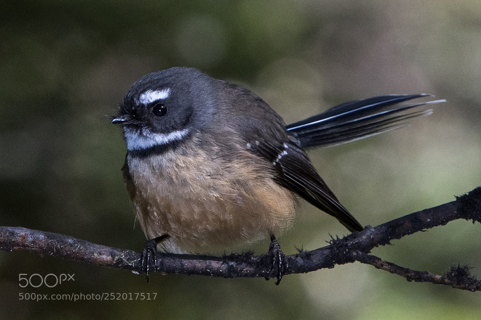 Nikon D500 sample photo. Fantail piwakawaka rhipidura fuliginosa photography