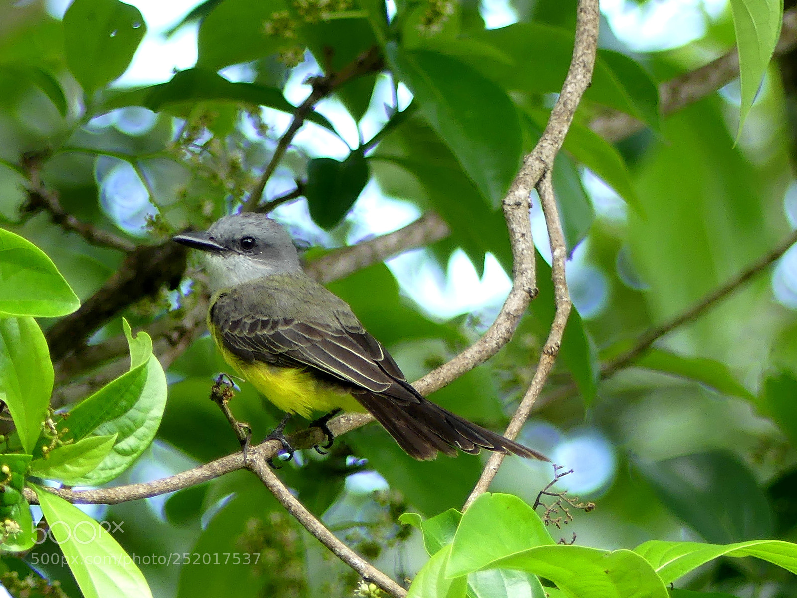 Panasonic Lumix DMC-FZ300 sample photo. Yellow breasted flycatcher photography