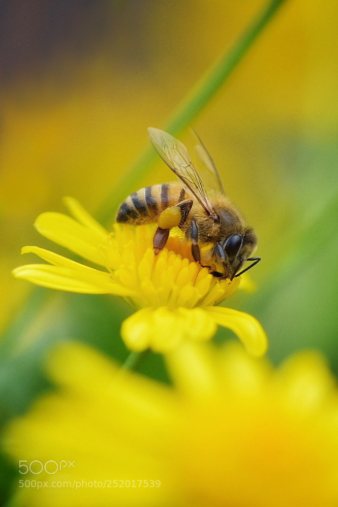 Nikon D7200 sample photo. Earning his keep photography