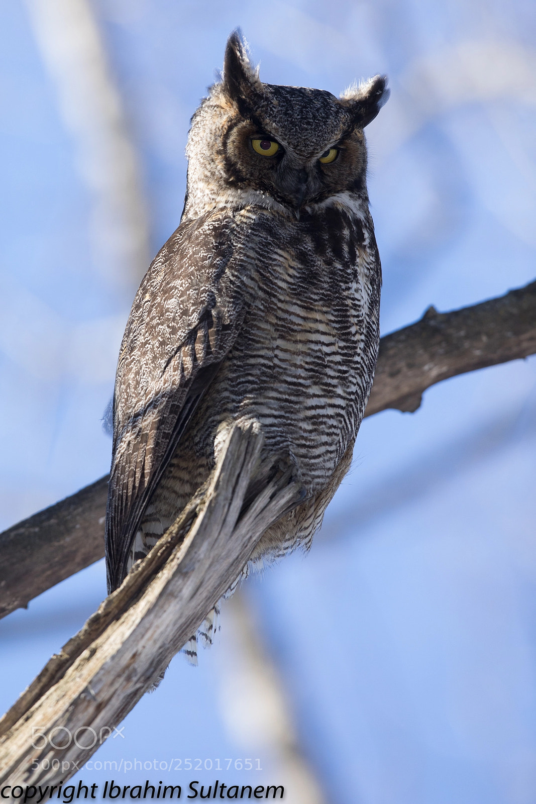 Canon EOS 5D Mark IV sample photo. Great gray owel photography