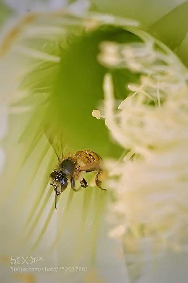 Nikon D7200 sample photo. Leaving sanctuary photography