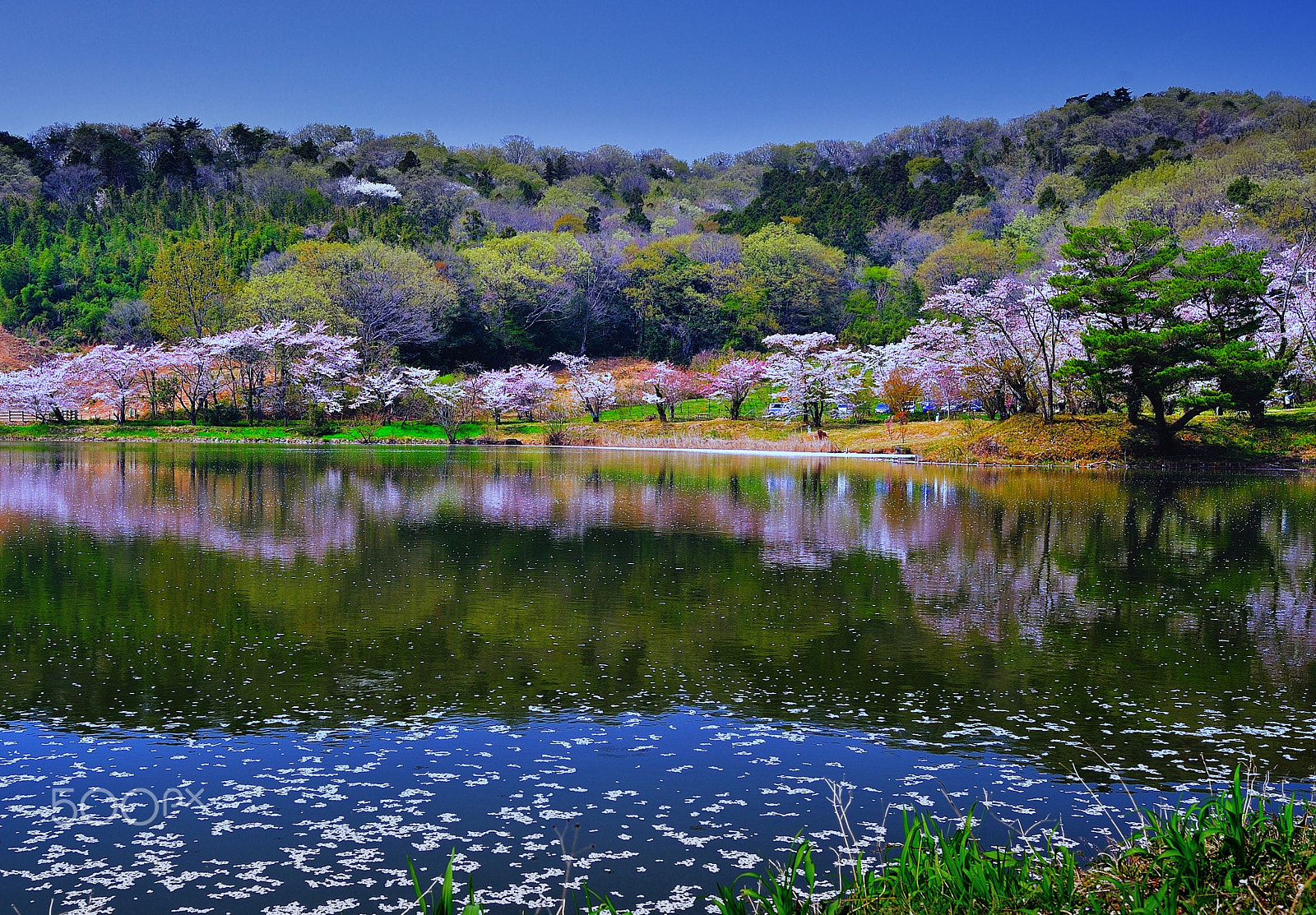 Nikon D700 sample photo. Spring japanese garden photography